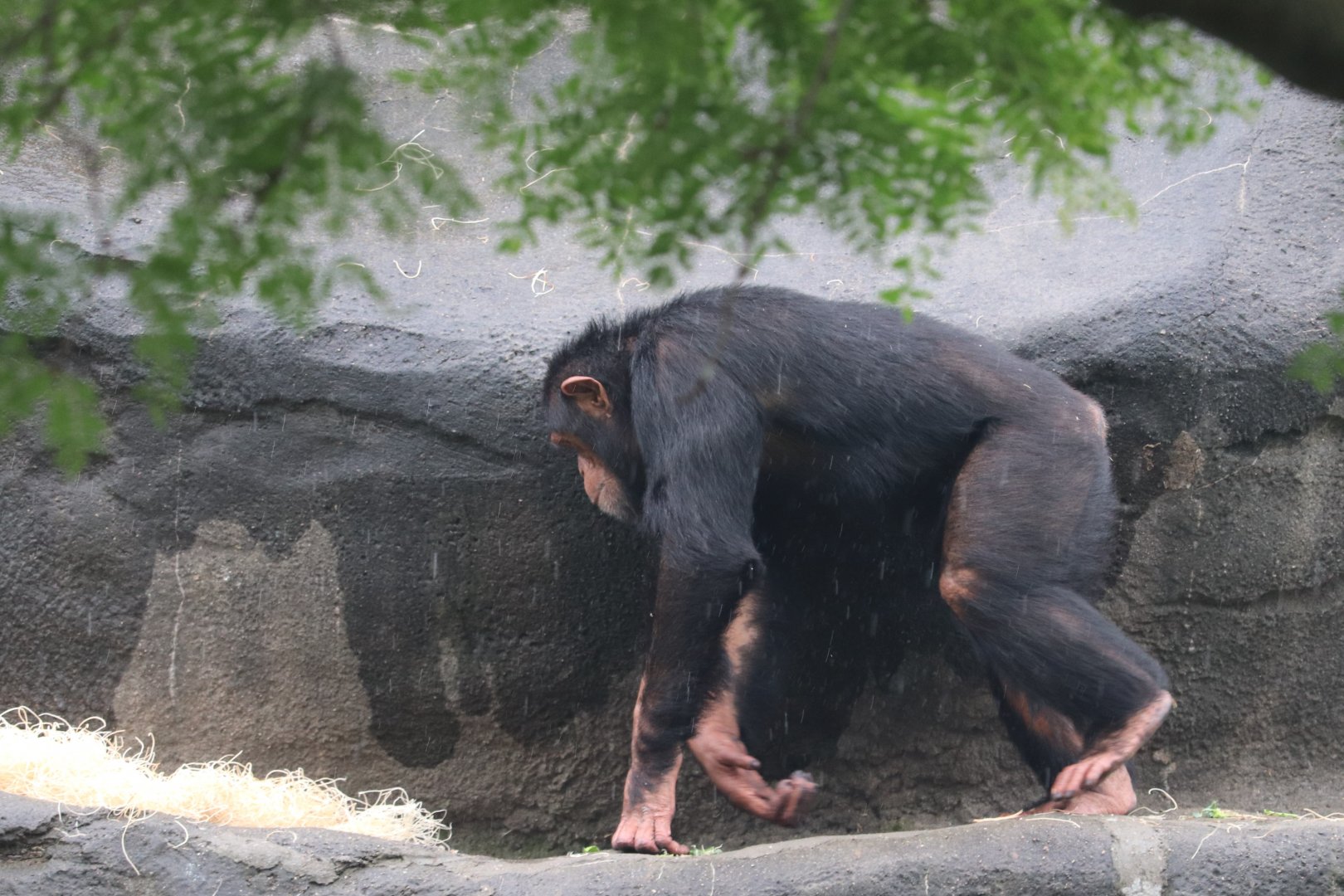 The Great Apes Of Harambee - Chimpanzee