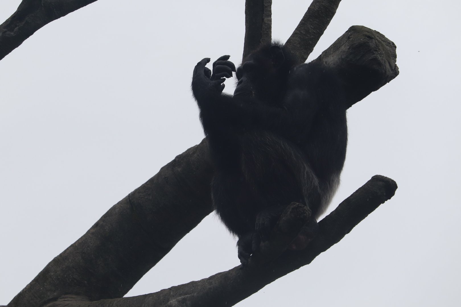 The Great Apes Of Harambee - Chimpanzee