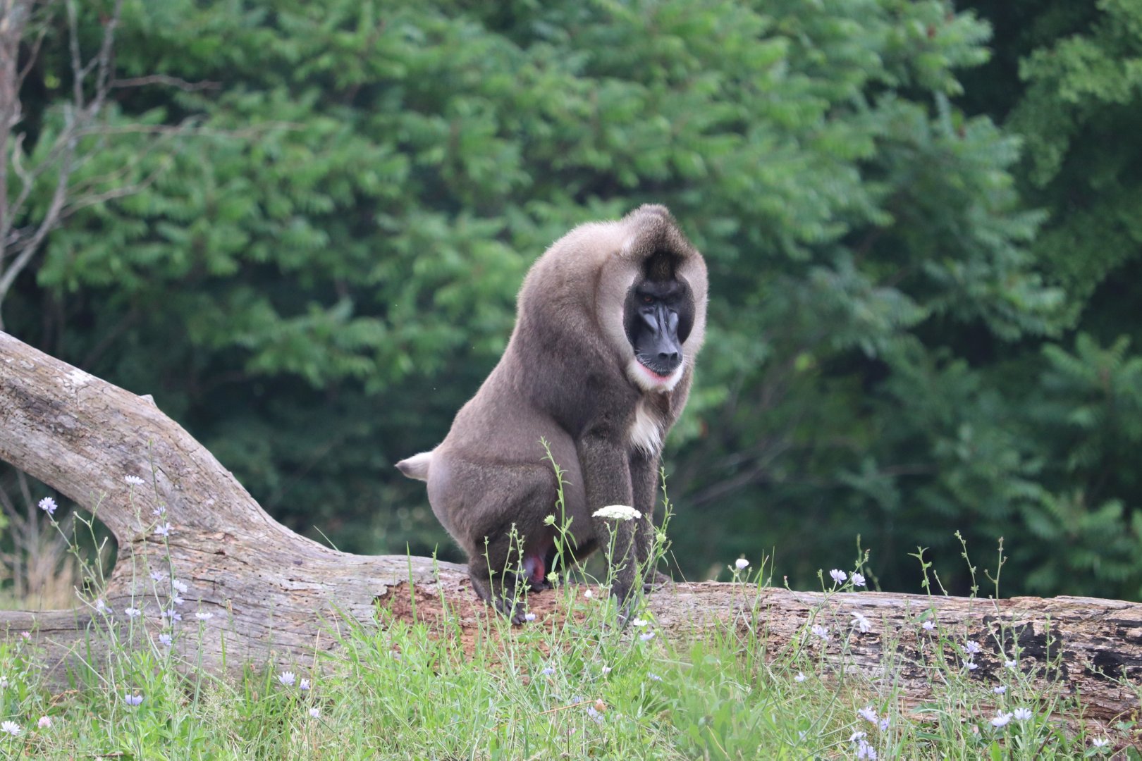 The Great Apes Of Harambee - Drill