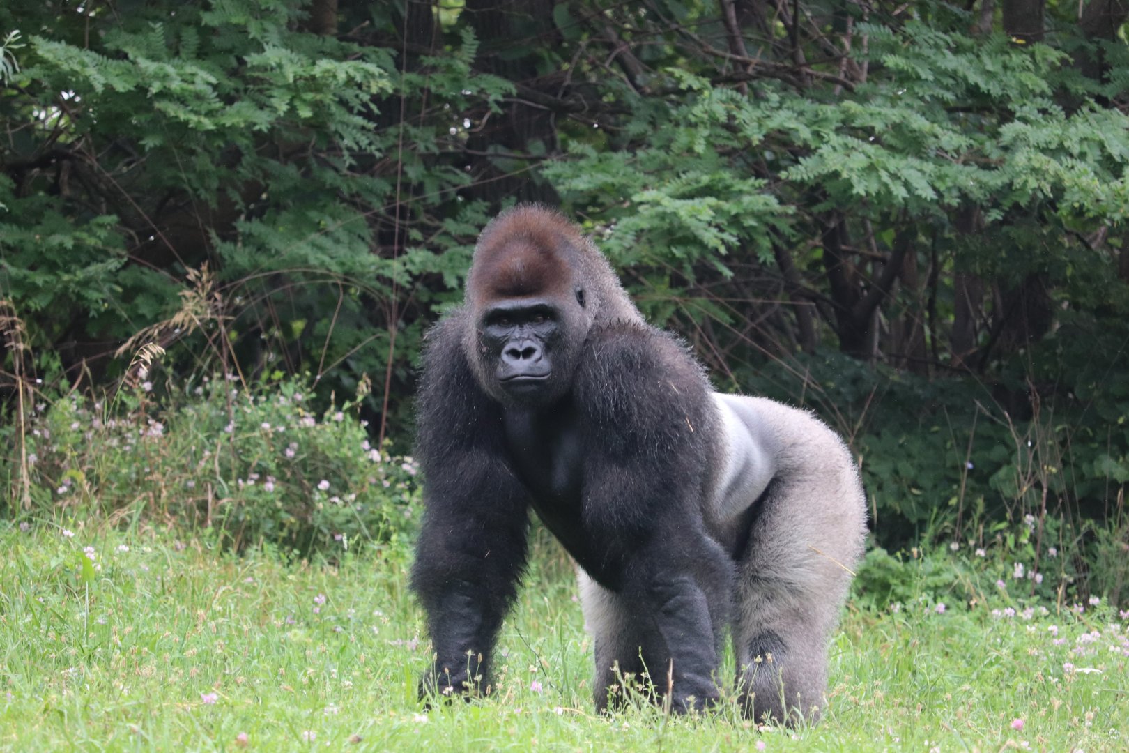 The Great Apes Of Harambee - Western Lowland Gorilla