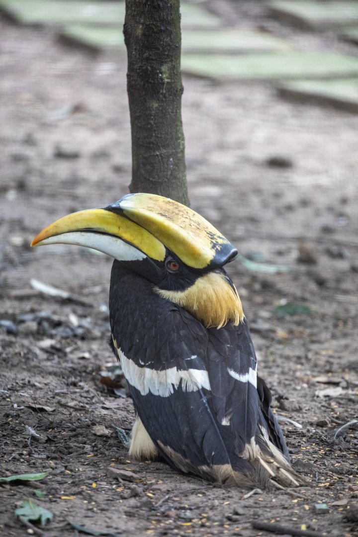 The great hornbill (Buceros bicornis)