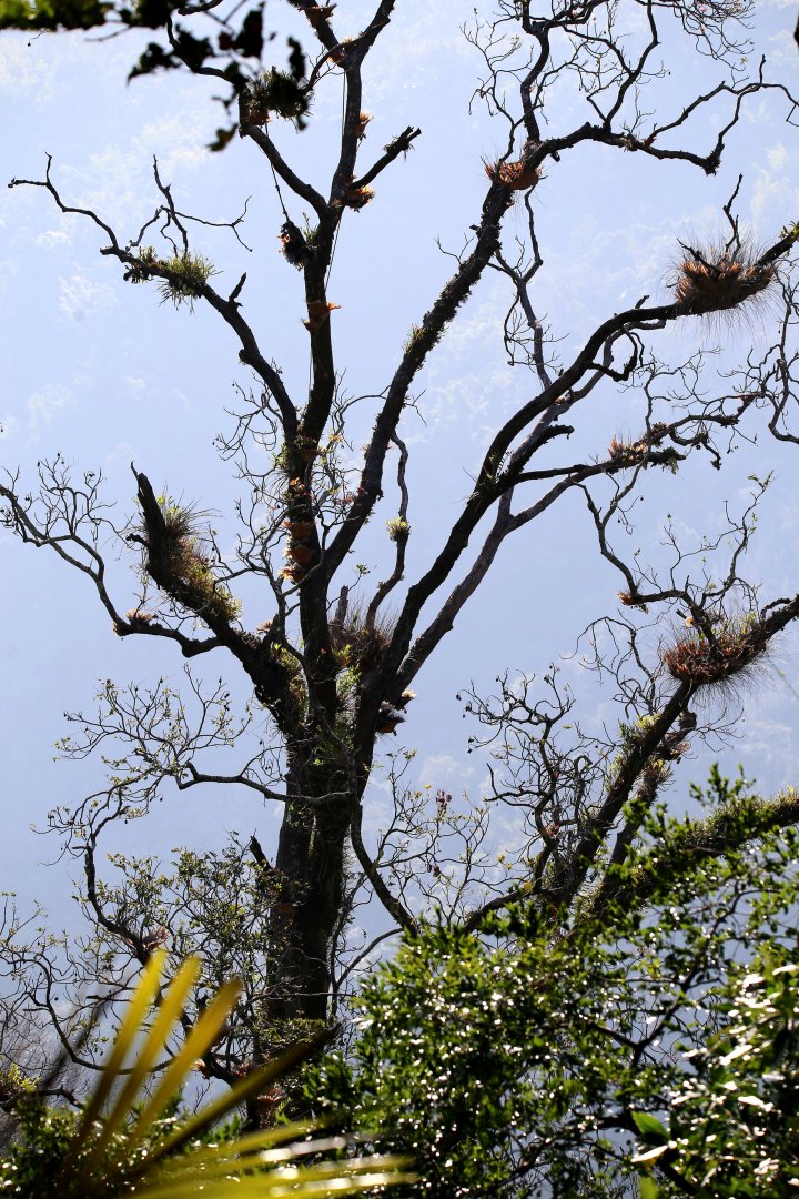 The “Great Slaty Woodpecker” Tree