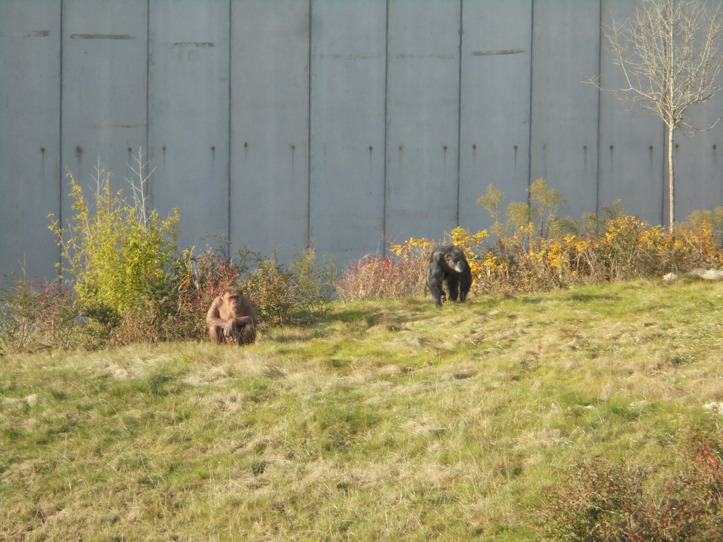 The great wall of Twycross.