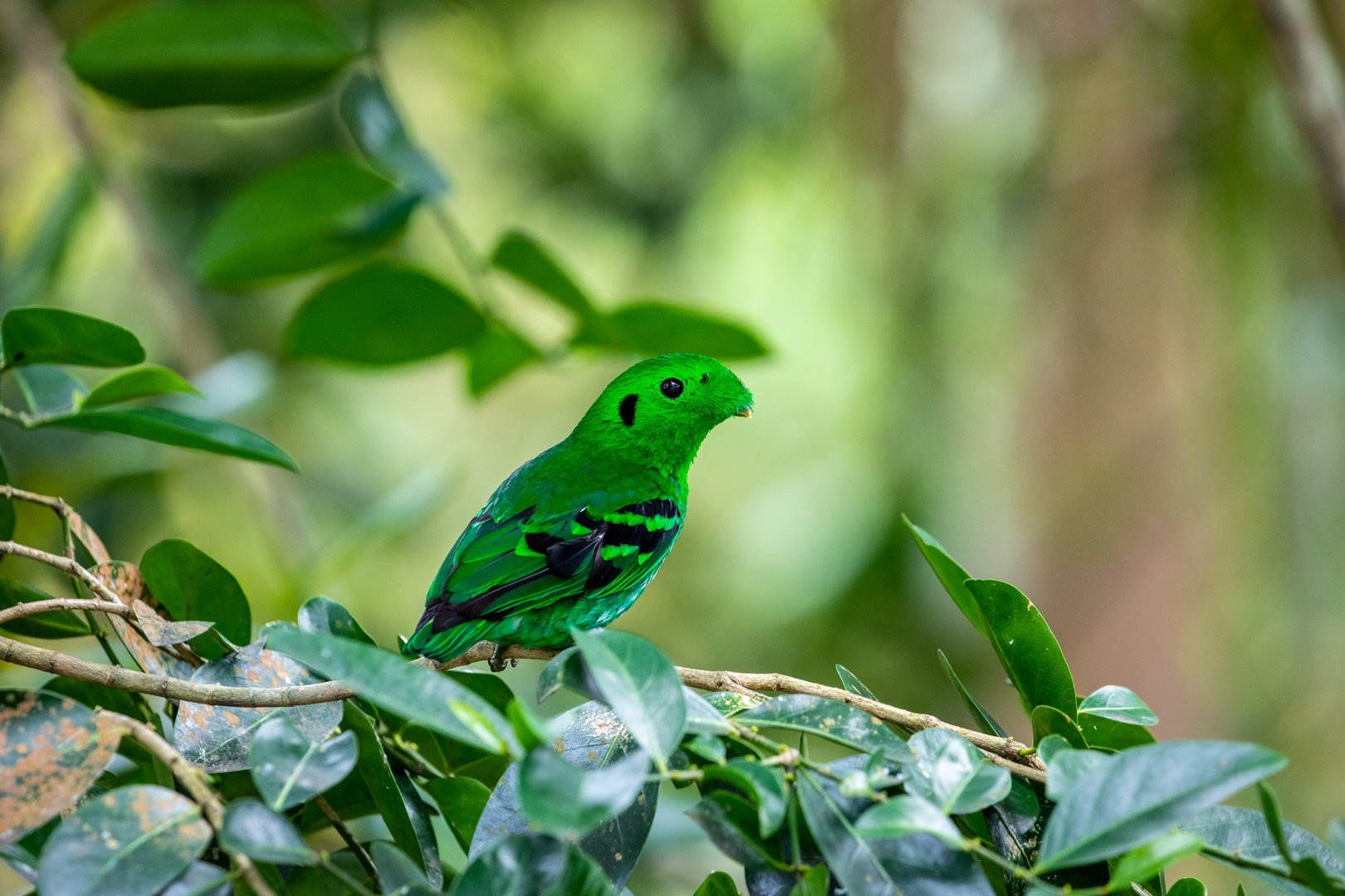The green broadbill (Calyptomena viridis)