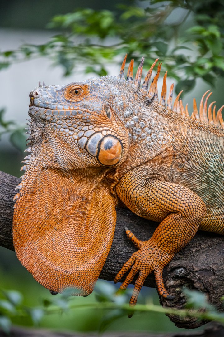 The green iguana (Iguana iguana