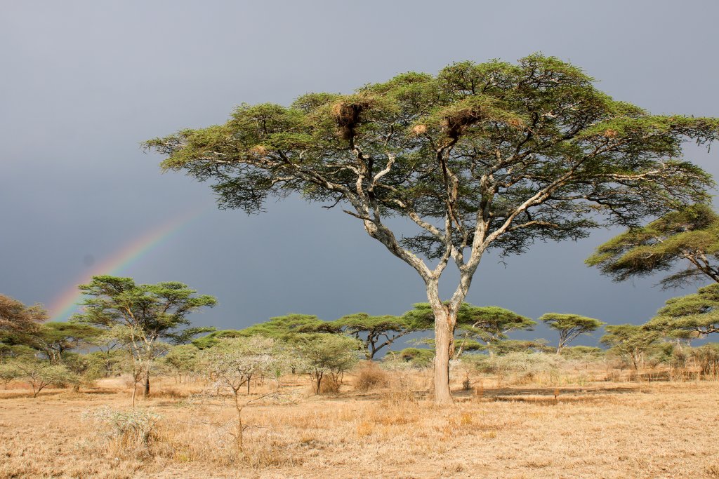 The grounds of the Ndutu Safari Lodge