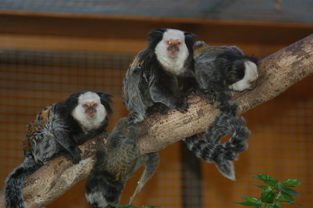 The growing family at Chester zoo