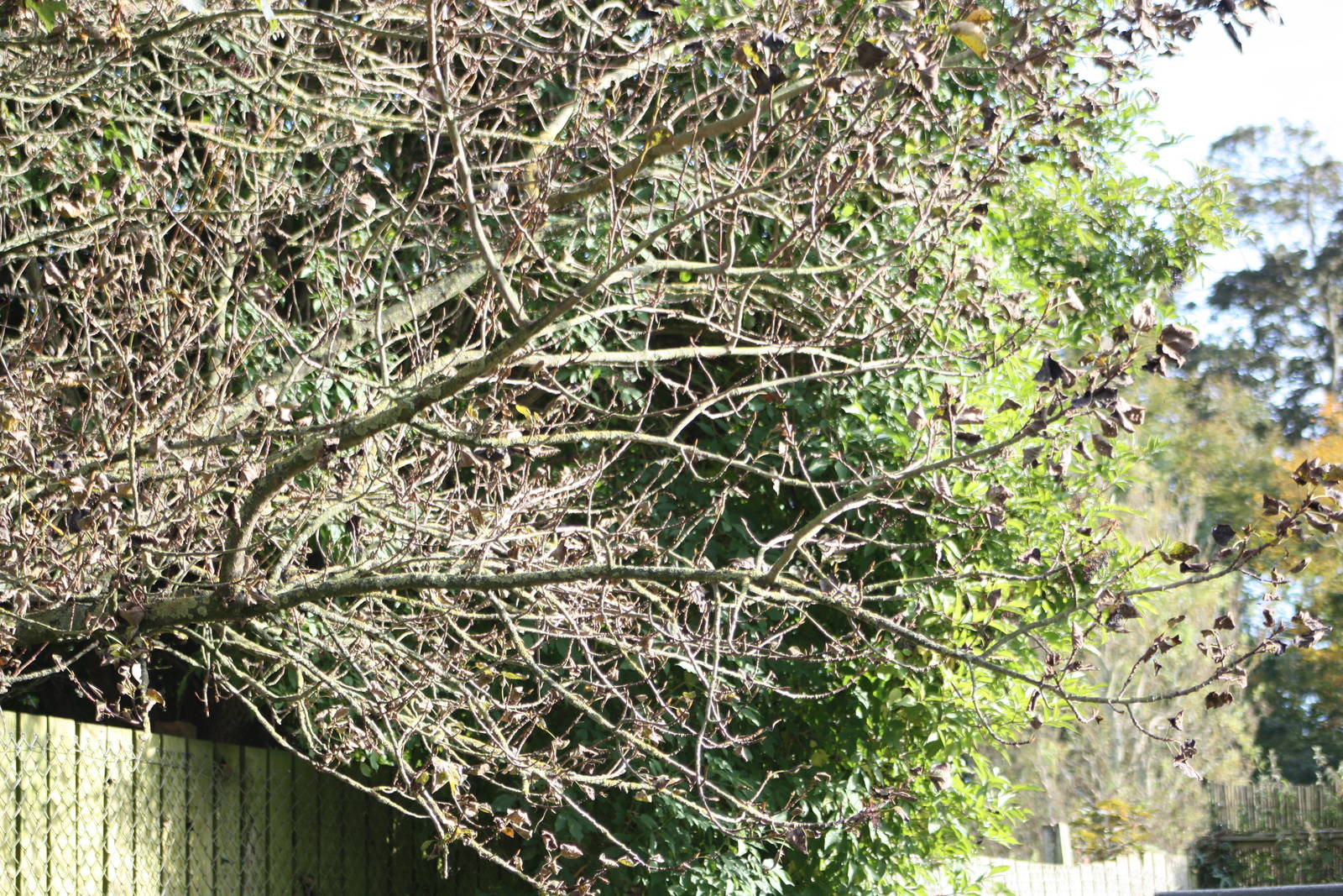 The guilty tree, 12th September 2014