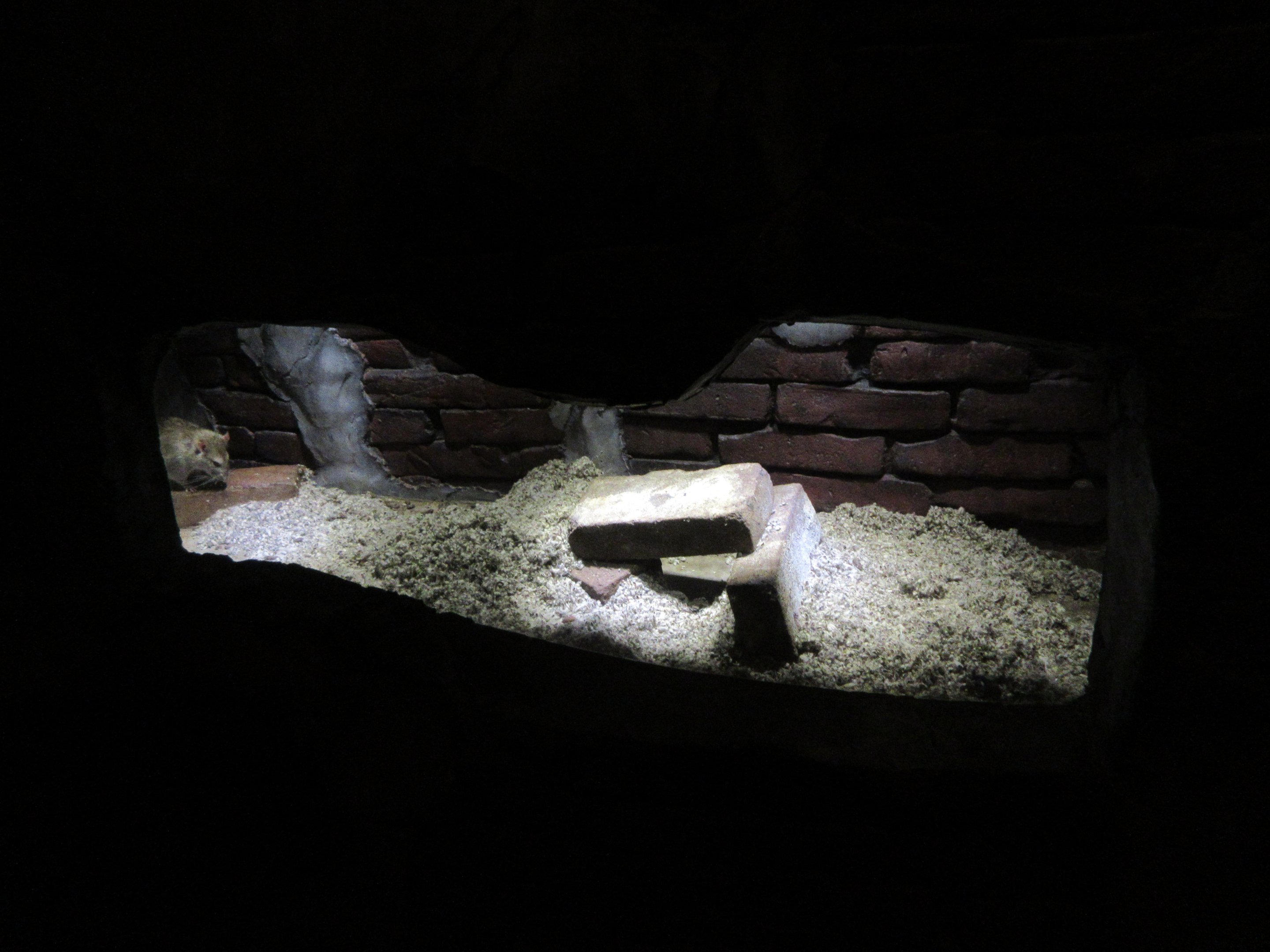 The Hague Rat Sewer - rat exhibit