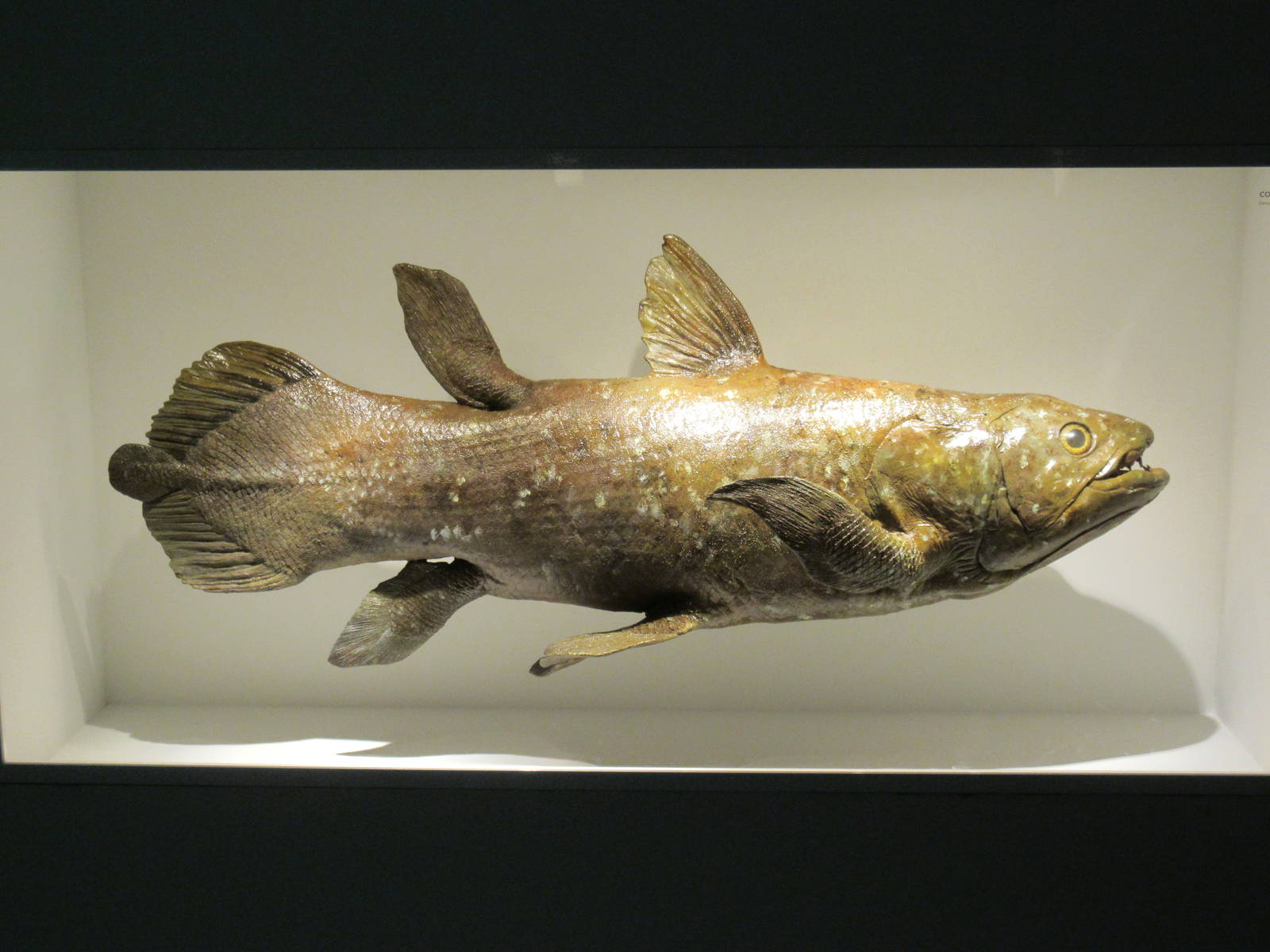 The Hall of Paleontology - Coelacanth