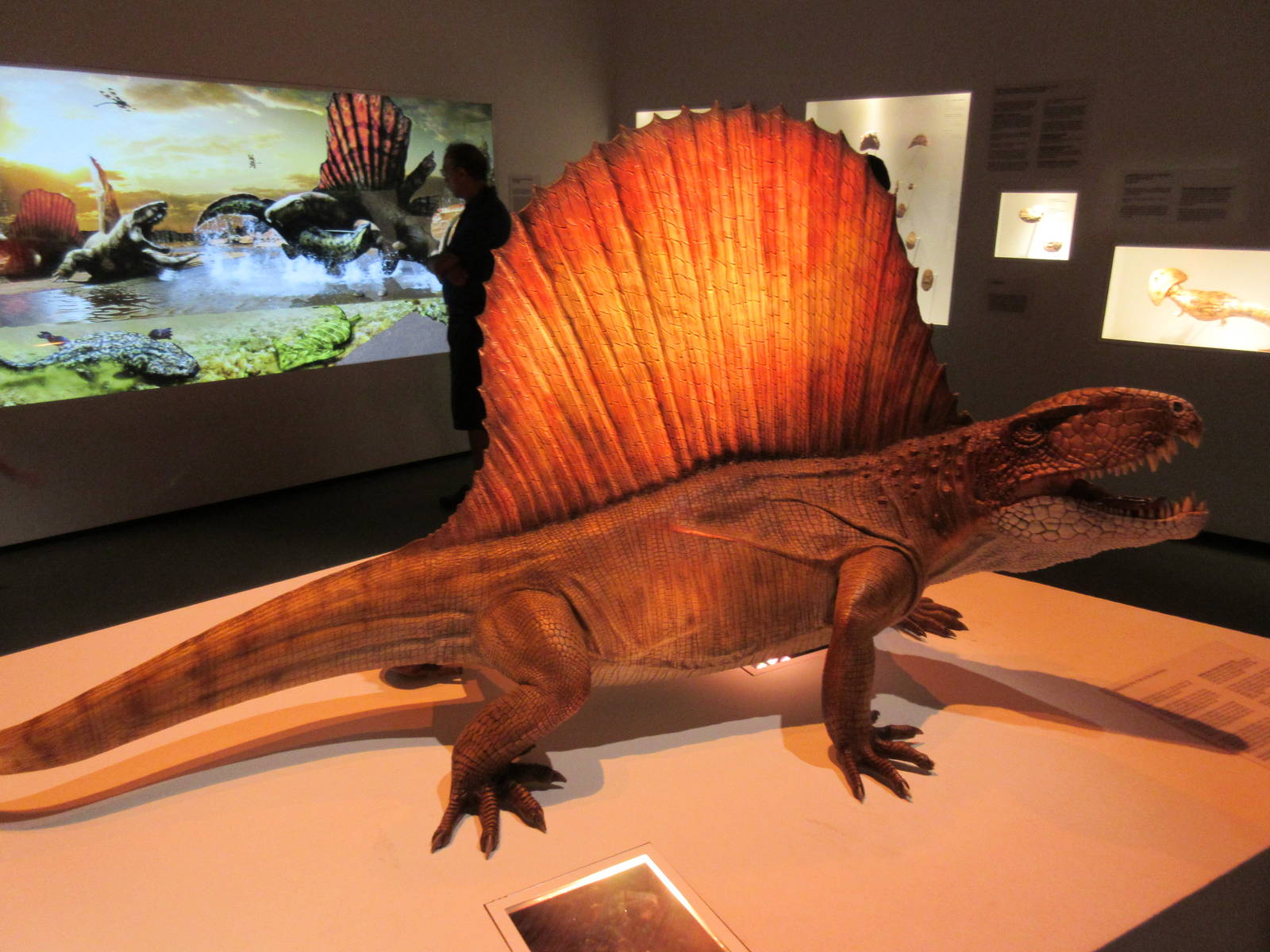 The Hall of Paleontology - Dimetrodon