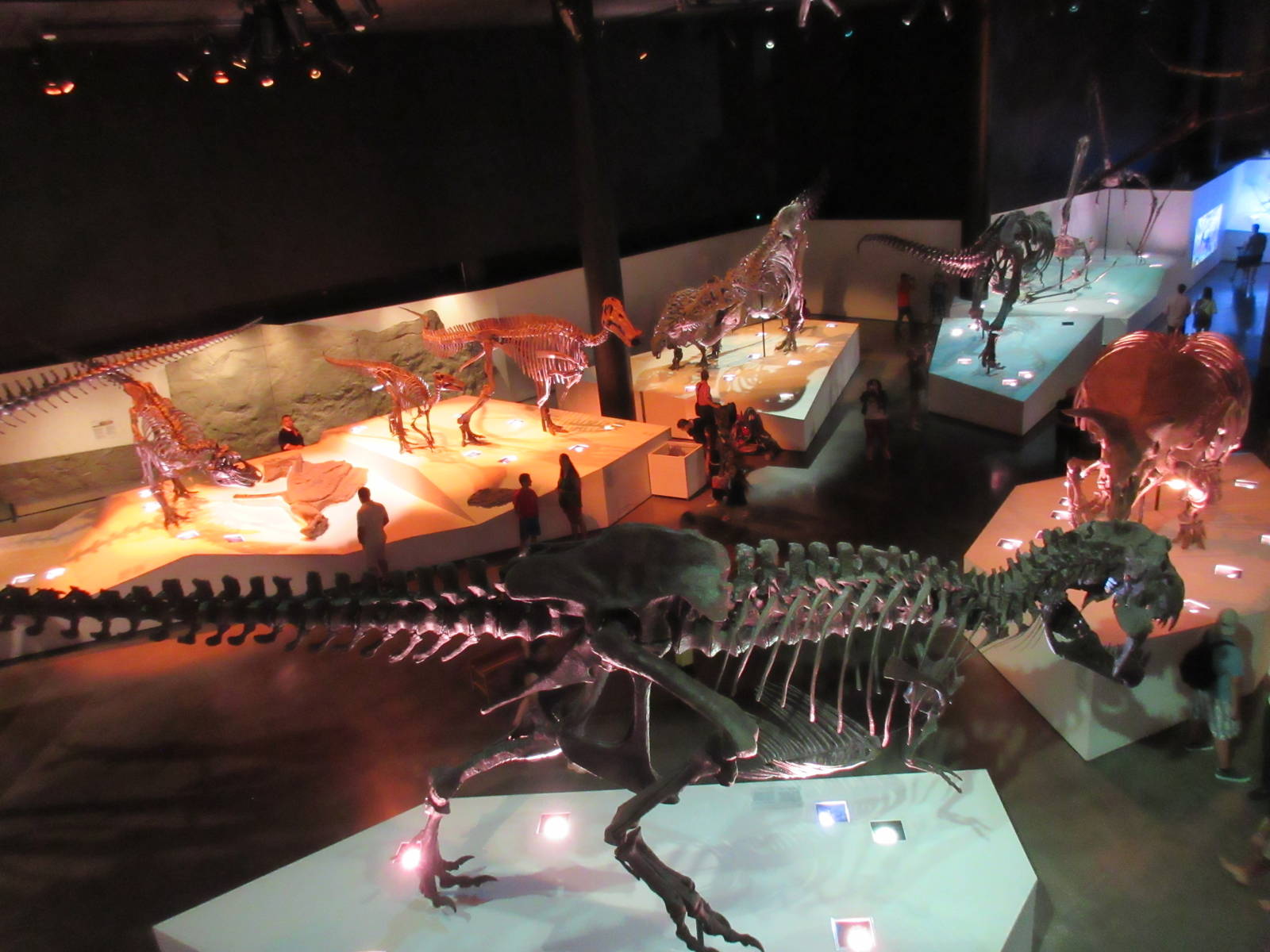 The Hall of Paleontology - from overlook deck