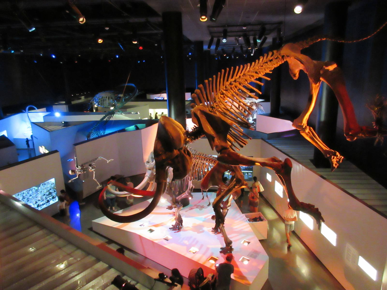 The Hall of Paleontology - from overlook deck