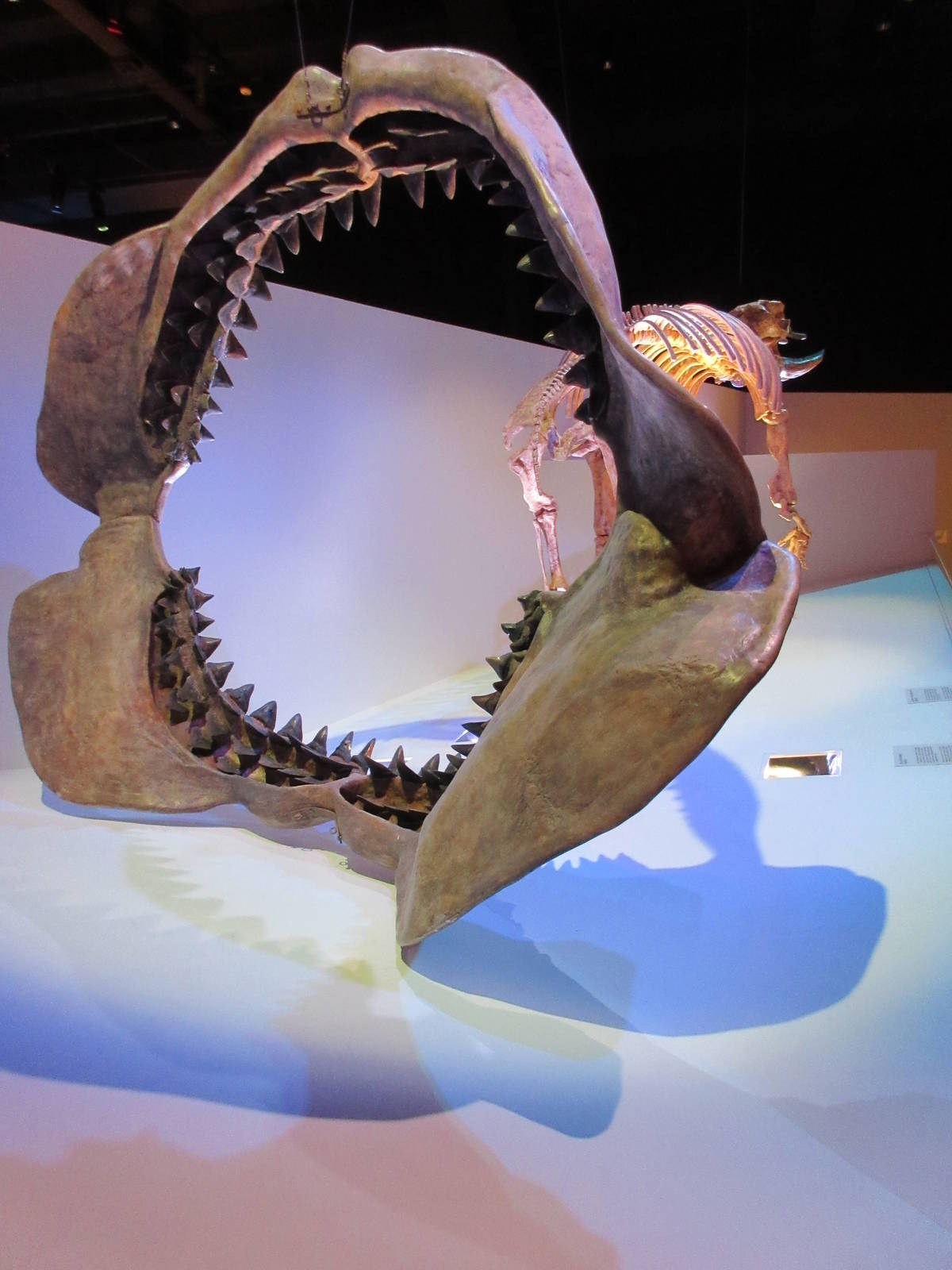 The Hall of Paleontology - Megolodon Jaws