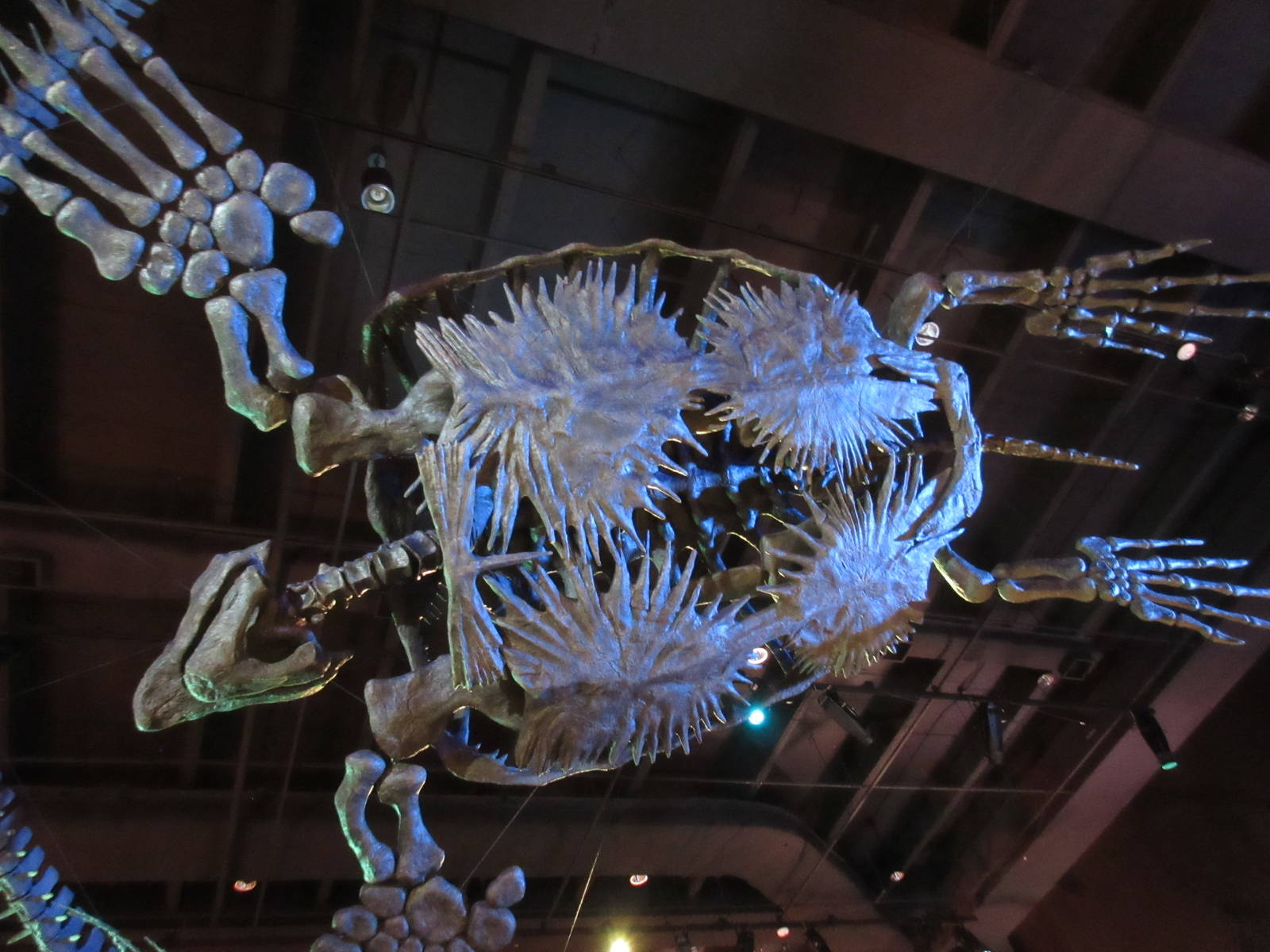 The Hall of Paleontology - Ninja Turtle?