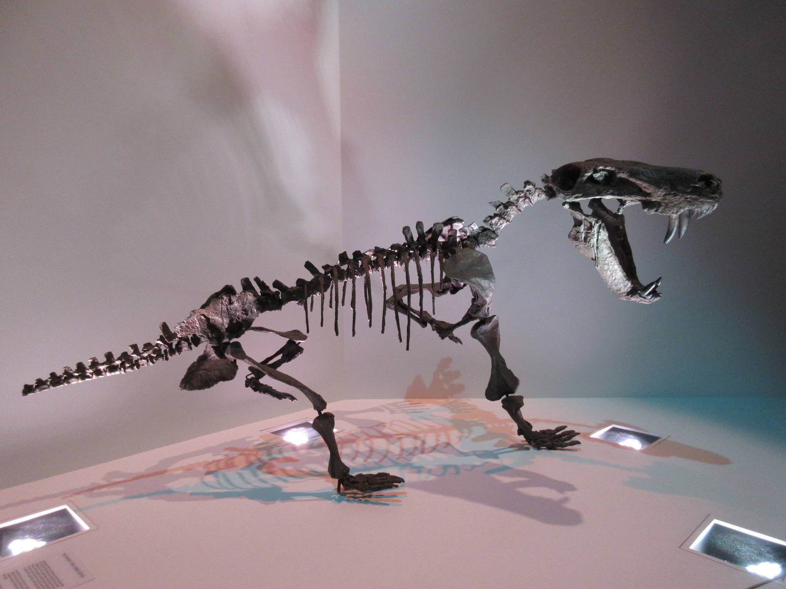 The Hall of Paleontology - Sabre-Toothed Cat