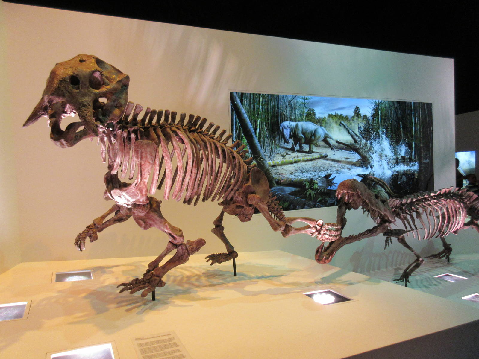The Hall of Paleontology - Smilosuchus attacking Placerias