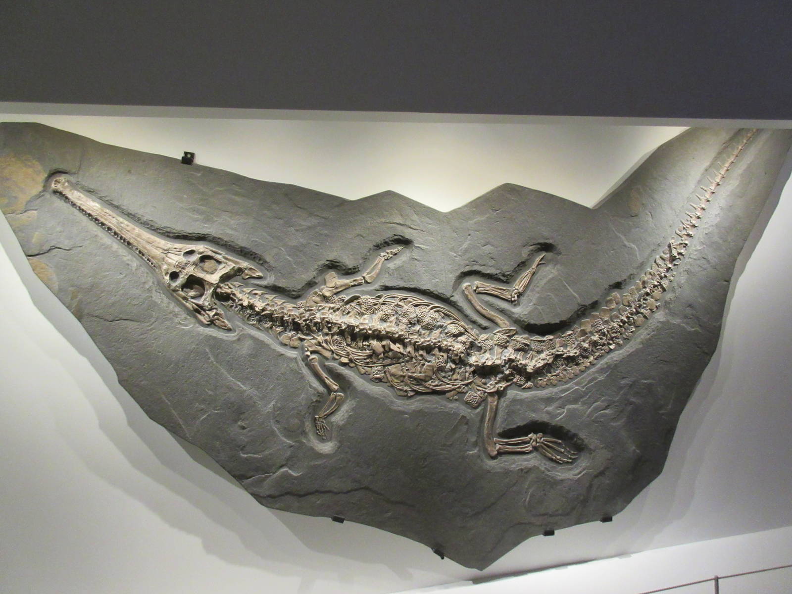 The Hall of Paleontology - Steneosaurus