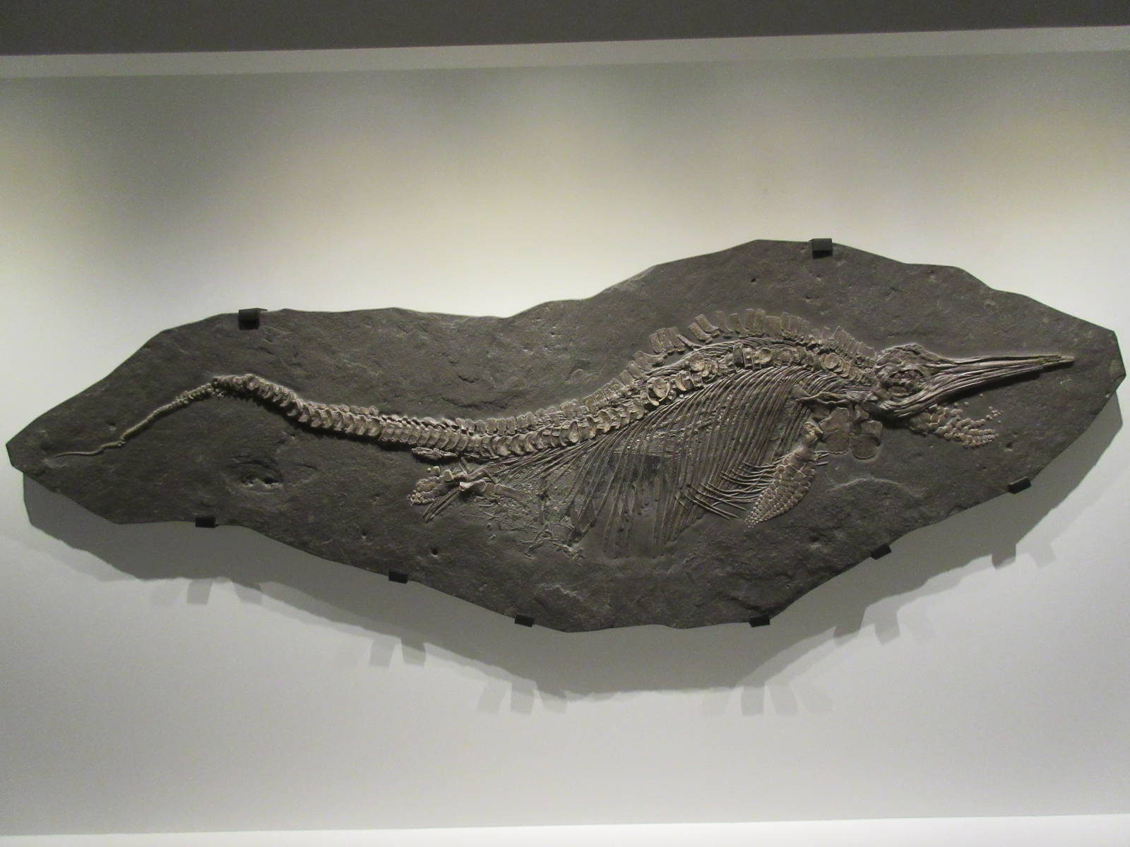 The Hall of Paleontology - Stenopterygius