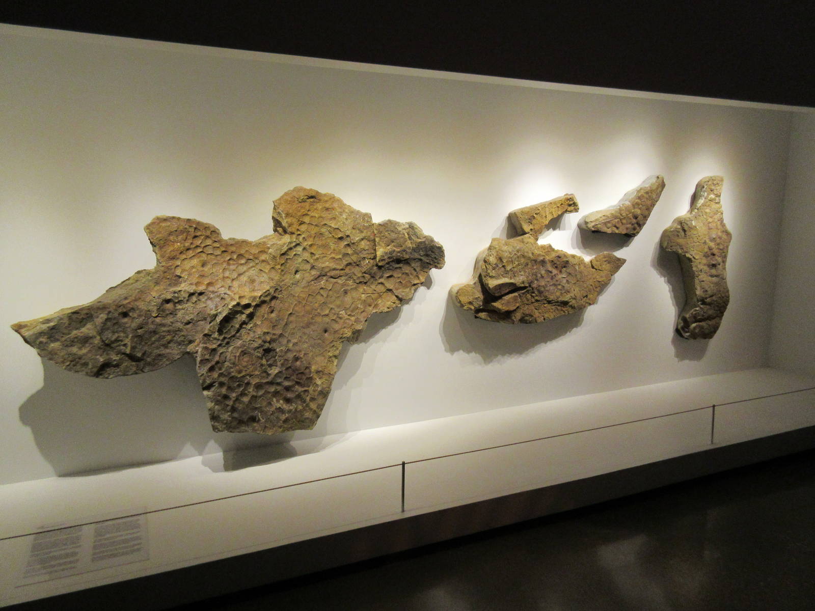 The Hall of Paleontology - Triceratops Skin in 3D