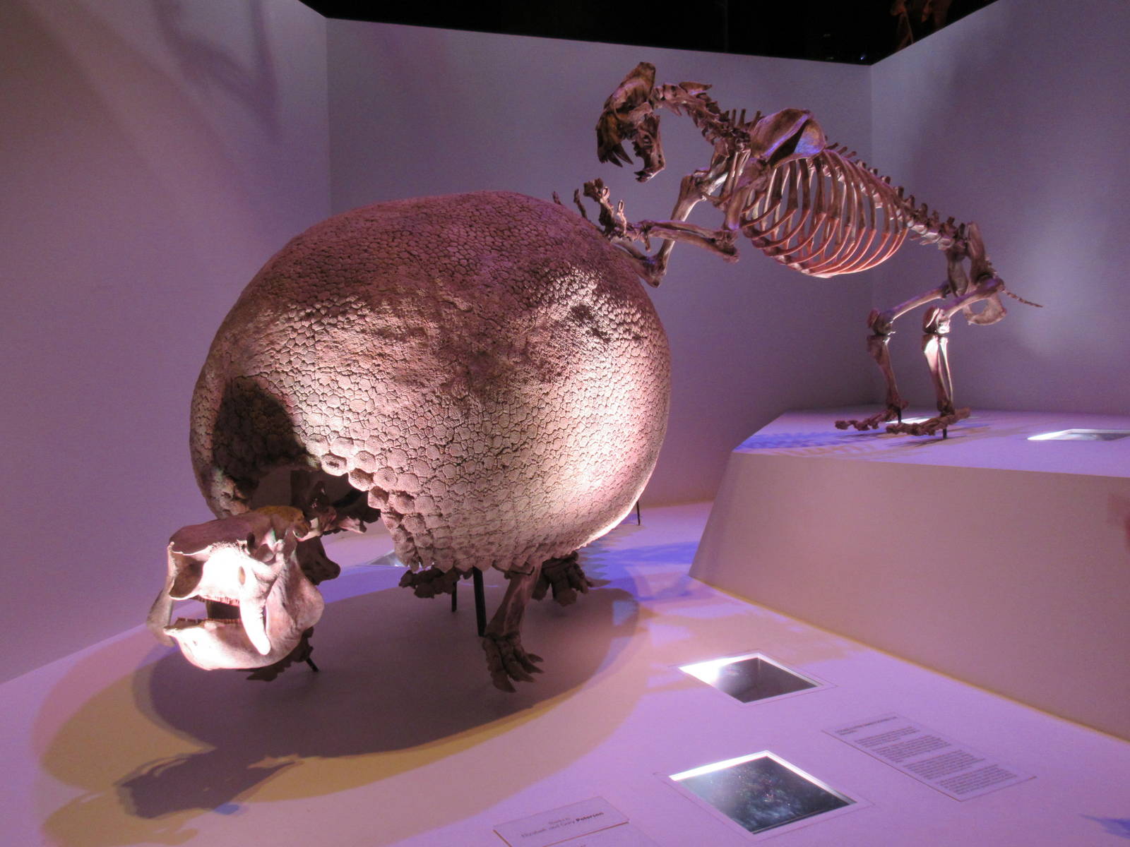 The Hall of Paleontology - Xenosmilus attacking a Glyptodon