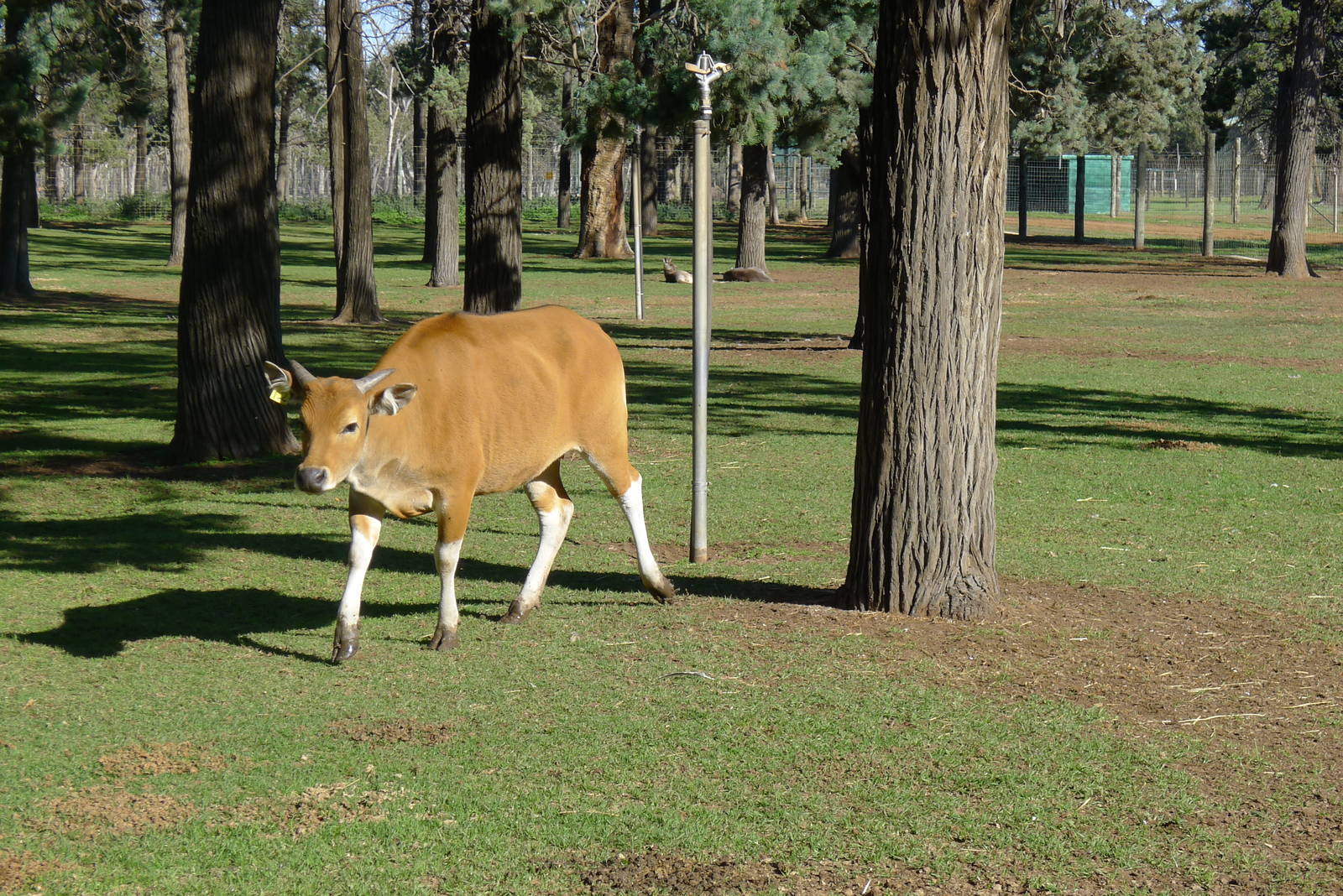 the hand raised Bantang - "Honey"