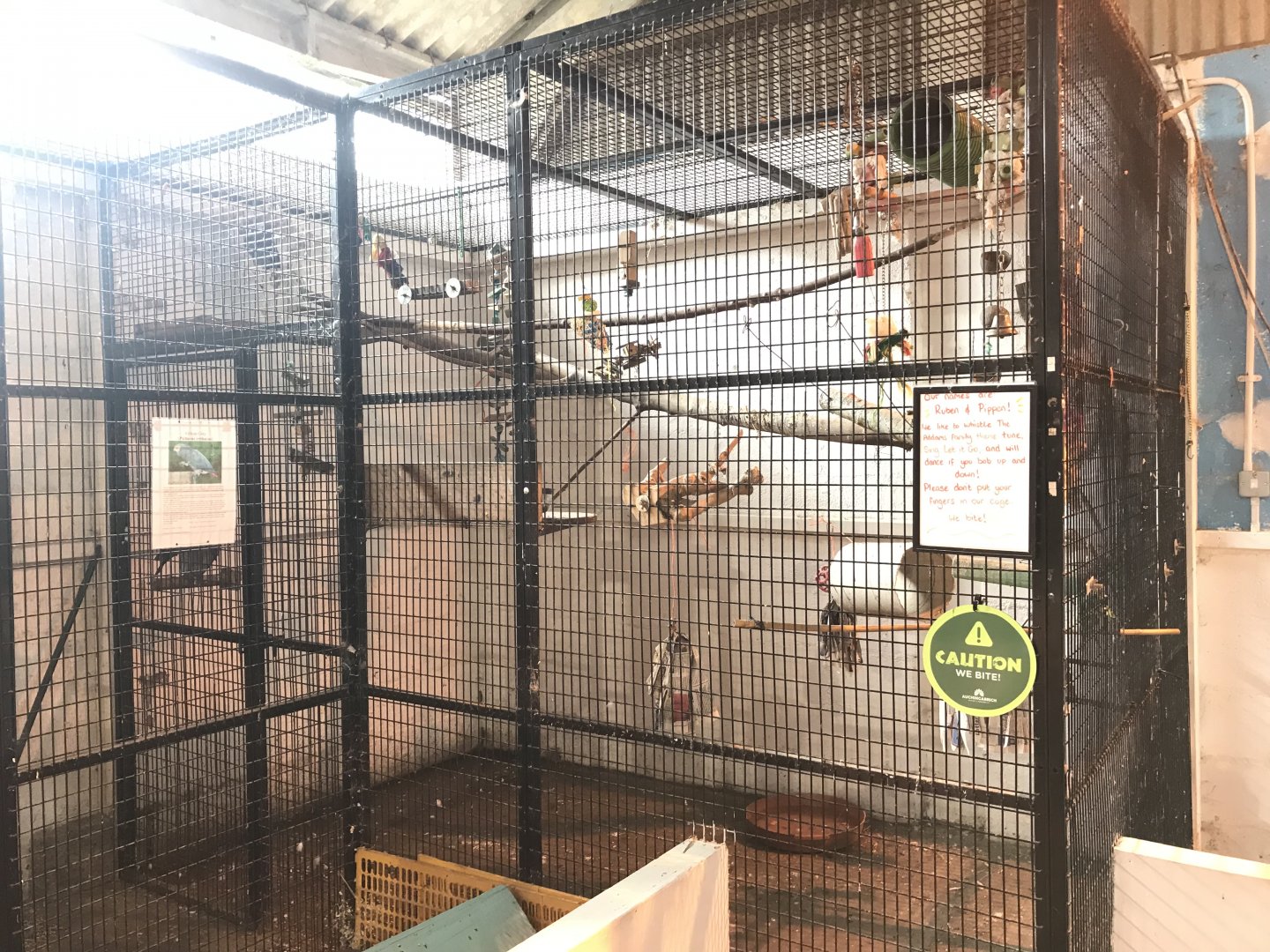 The hatchery- African grey enclosure