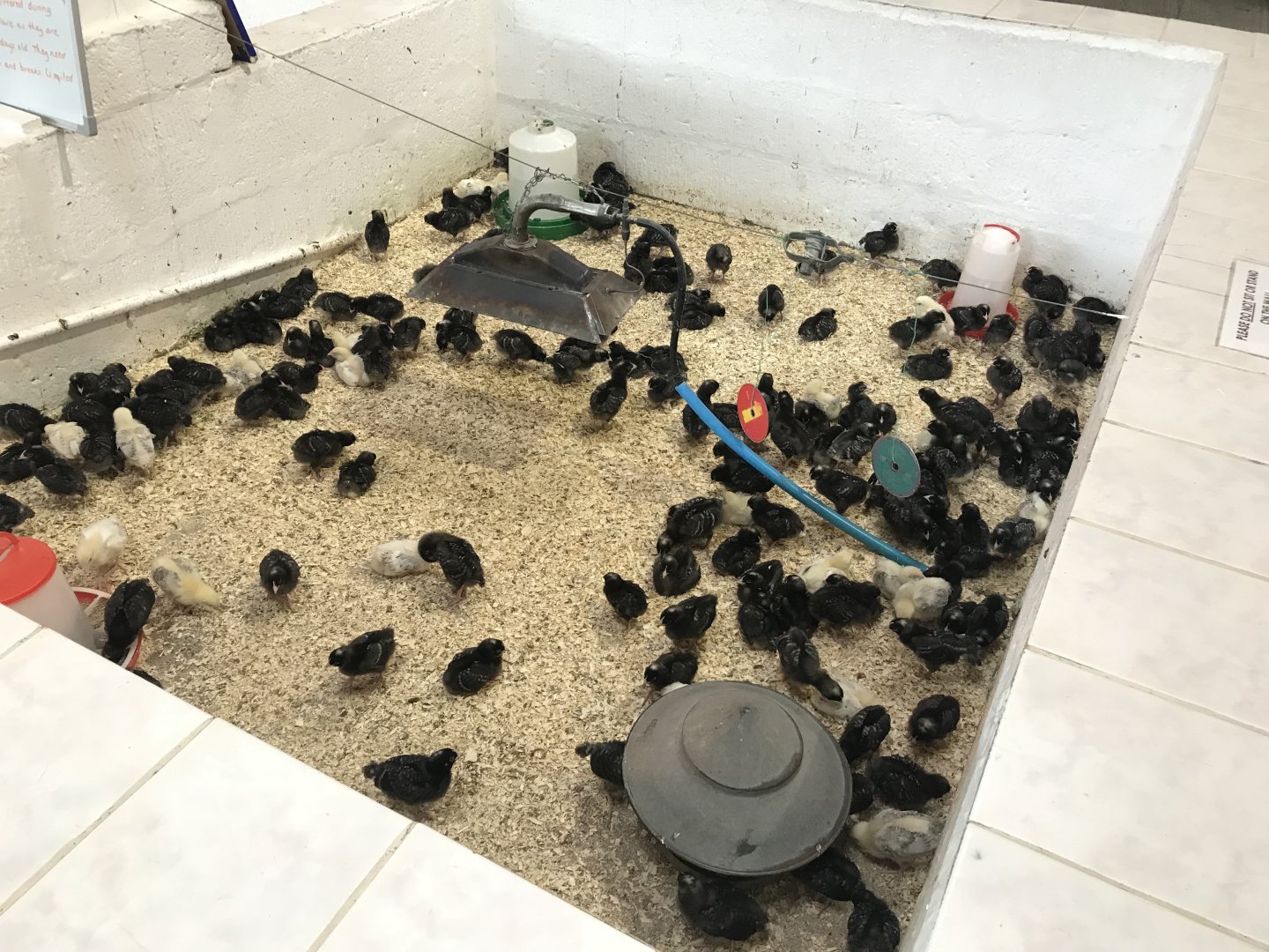 The hatchery- chick enclosure