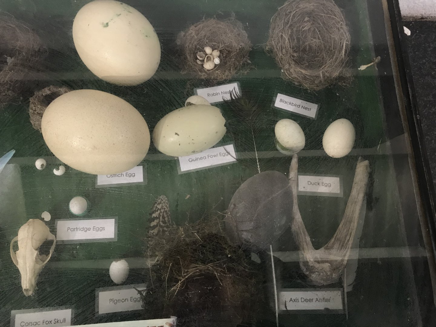 The hatchery- display (2)