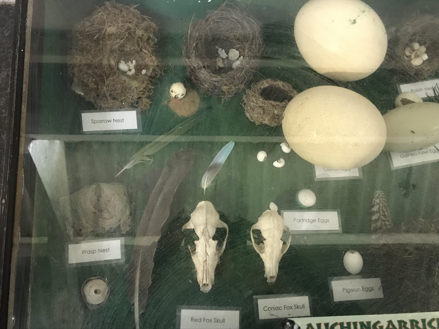 The hatchery- display