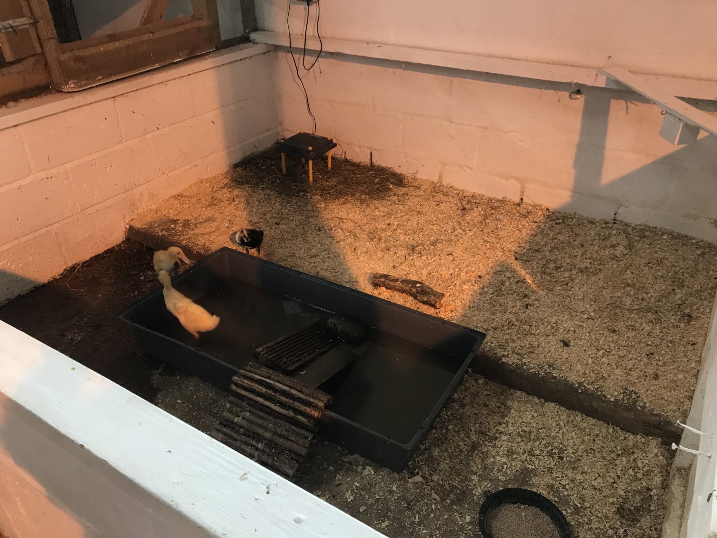The hatchery- duckling enclosure