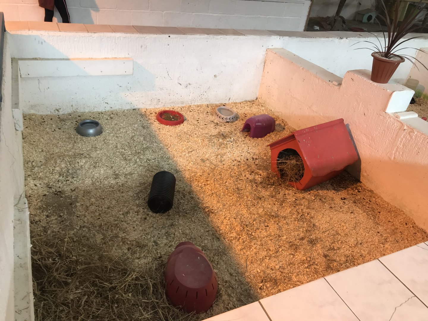 The hatchery- first guniea pig enclosure