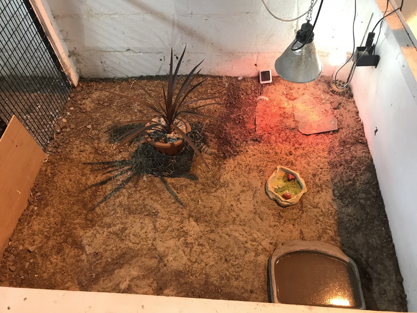 The hatchery- first tortoise enclosure