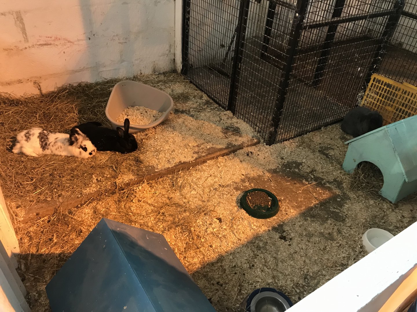 The hatchery- rabbit enclosure