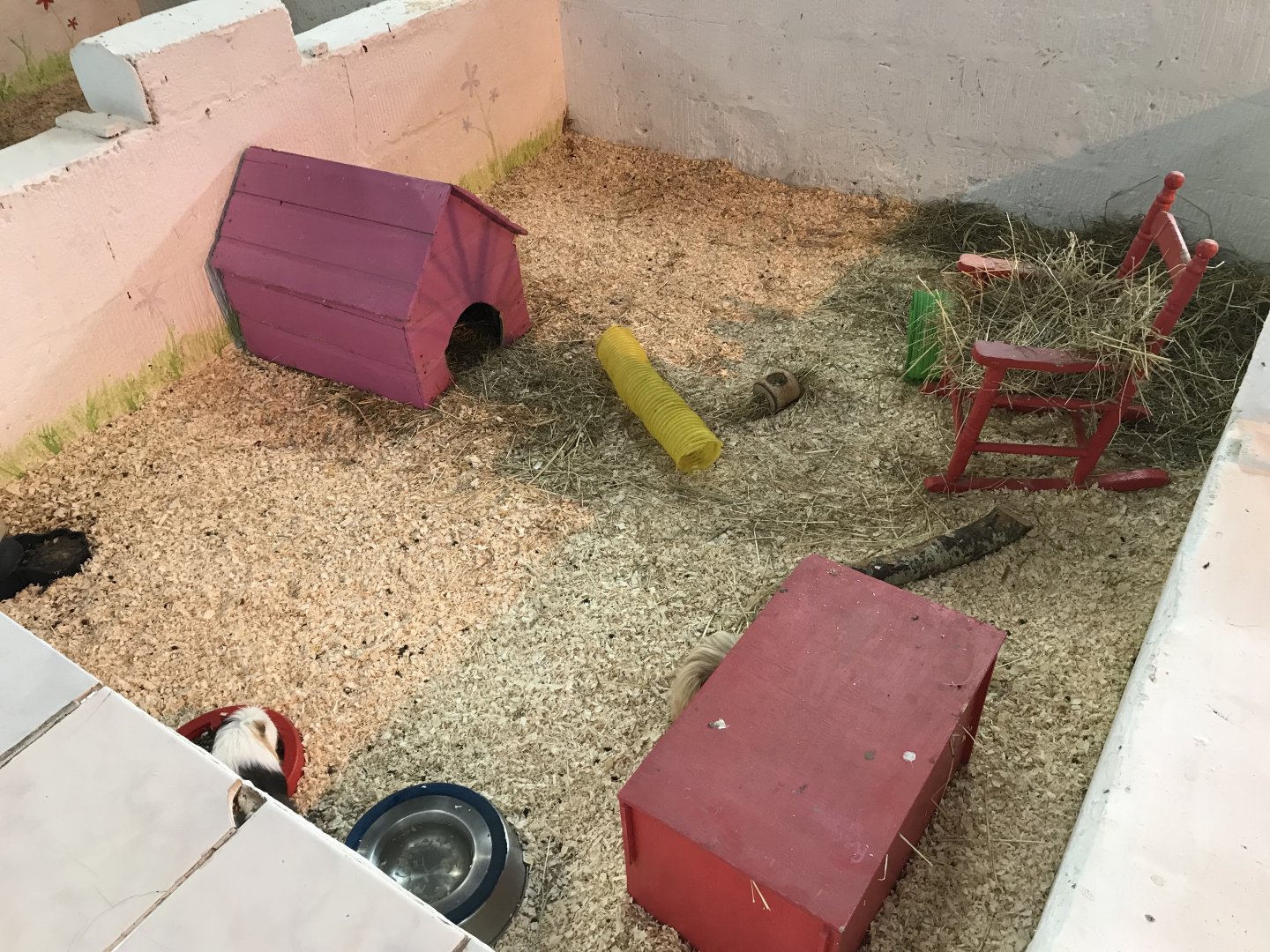 The hatchery- second guniea pig enclosure