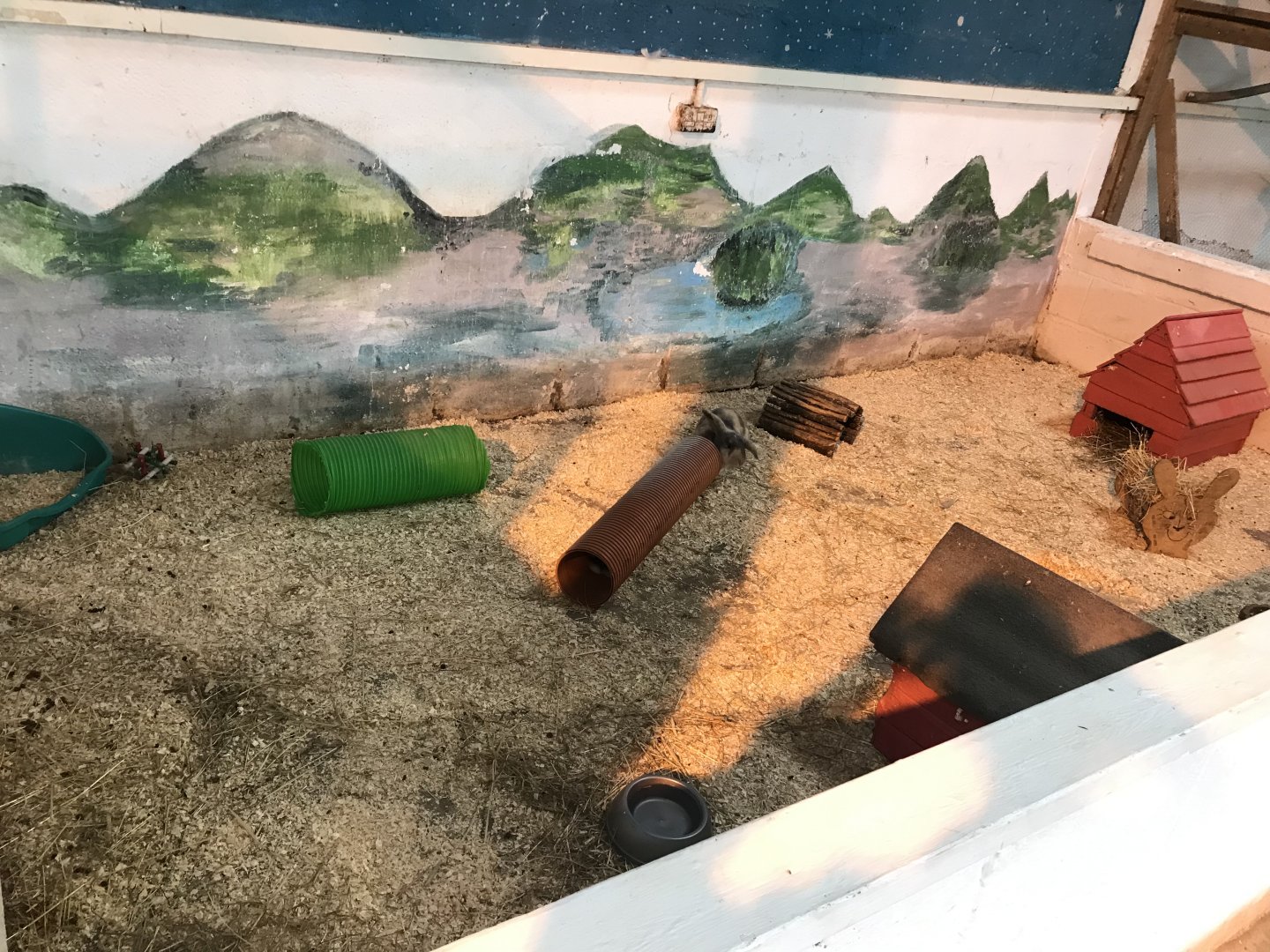 The hatchery- second rabbit enclosure