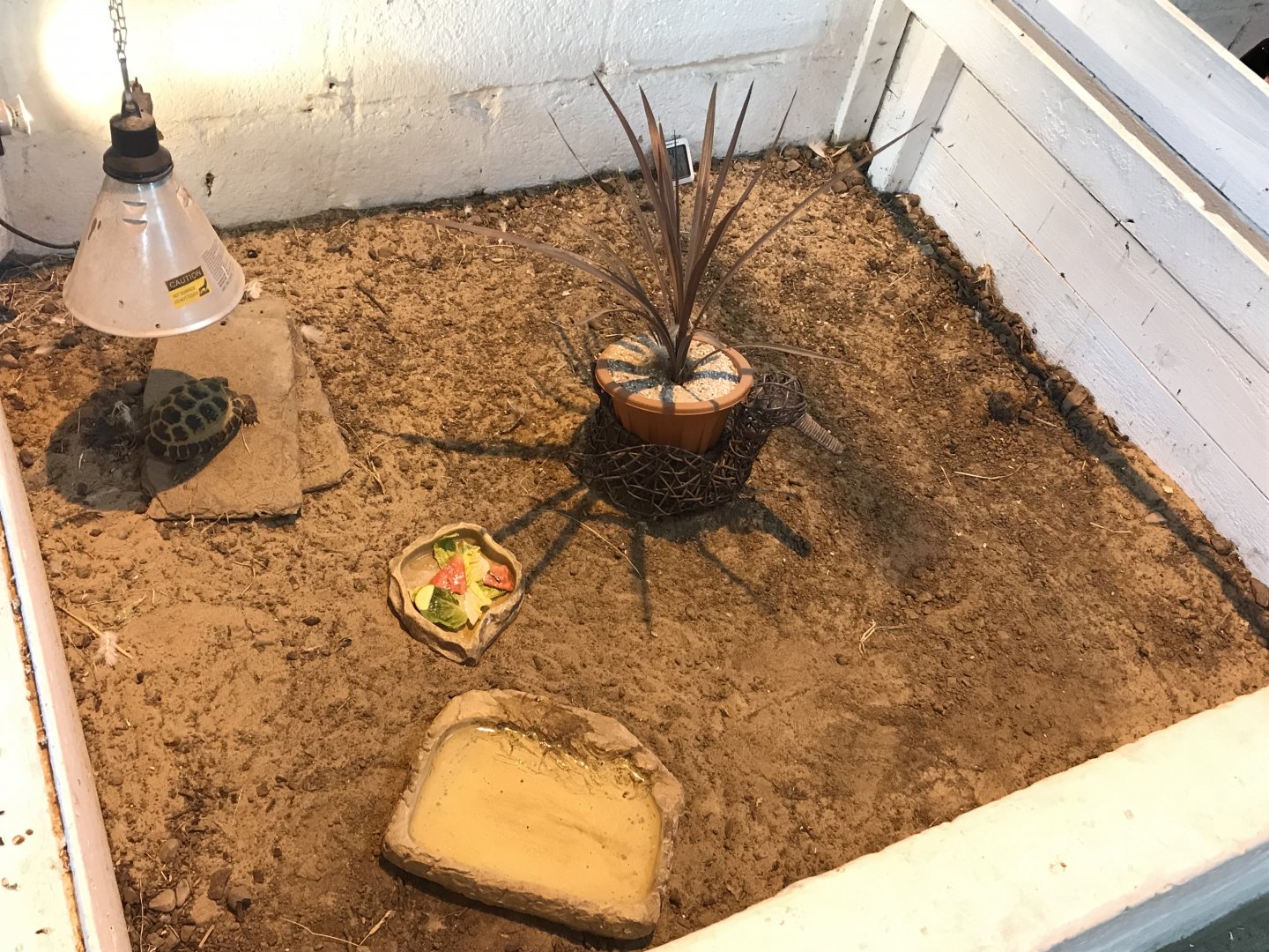 The hatchery- second tortoise enclosure
