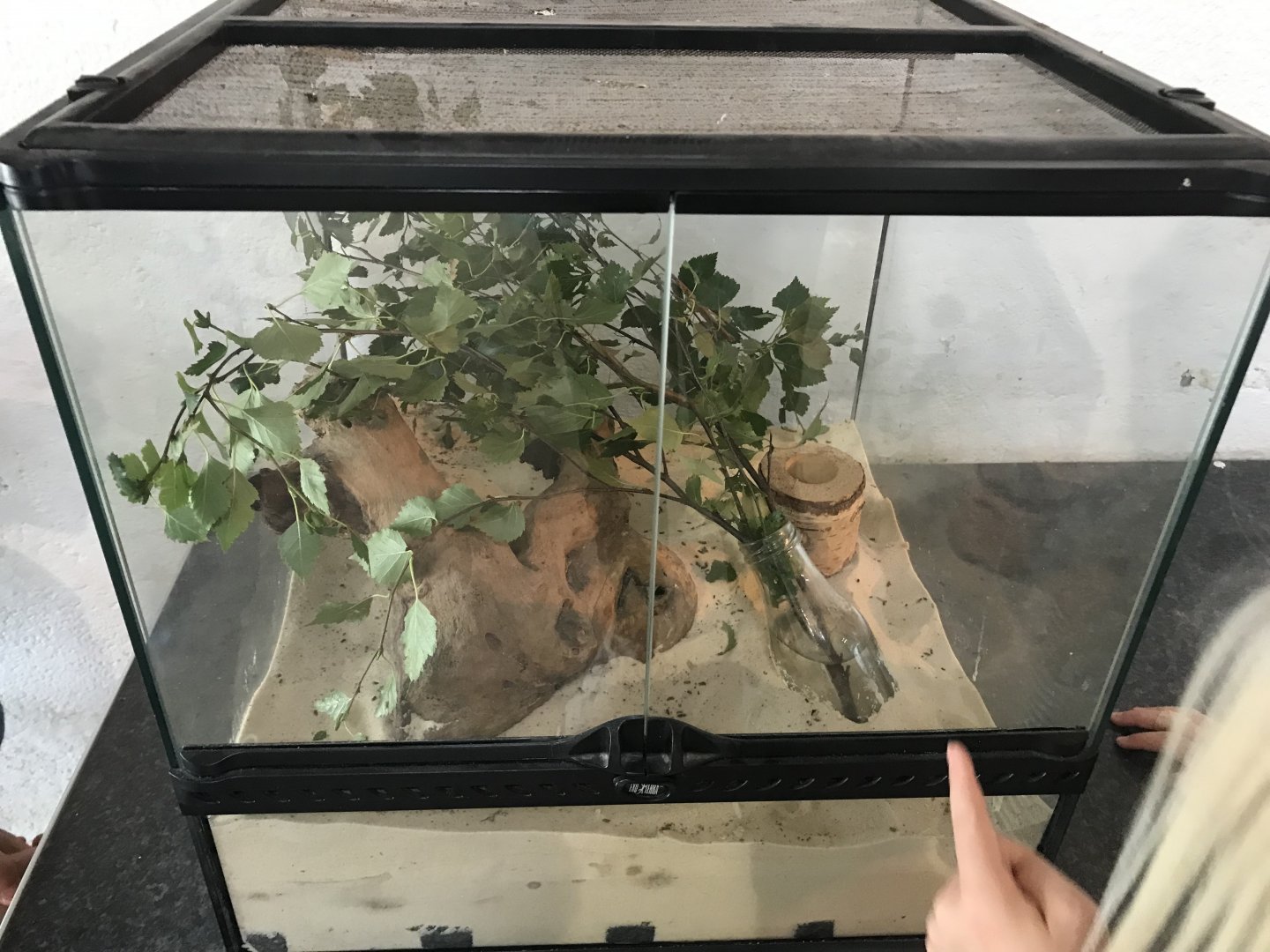 The hatchery- stick insect enclosure