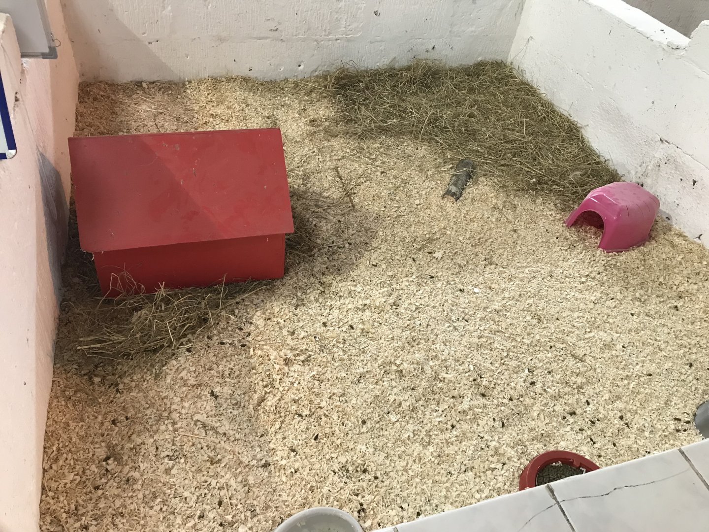 The hatchery- third guniea pig enclosure