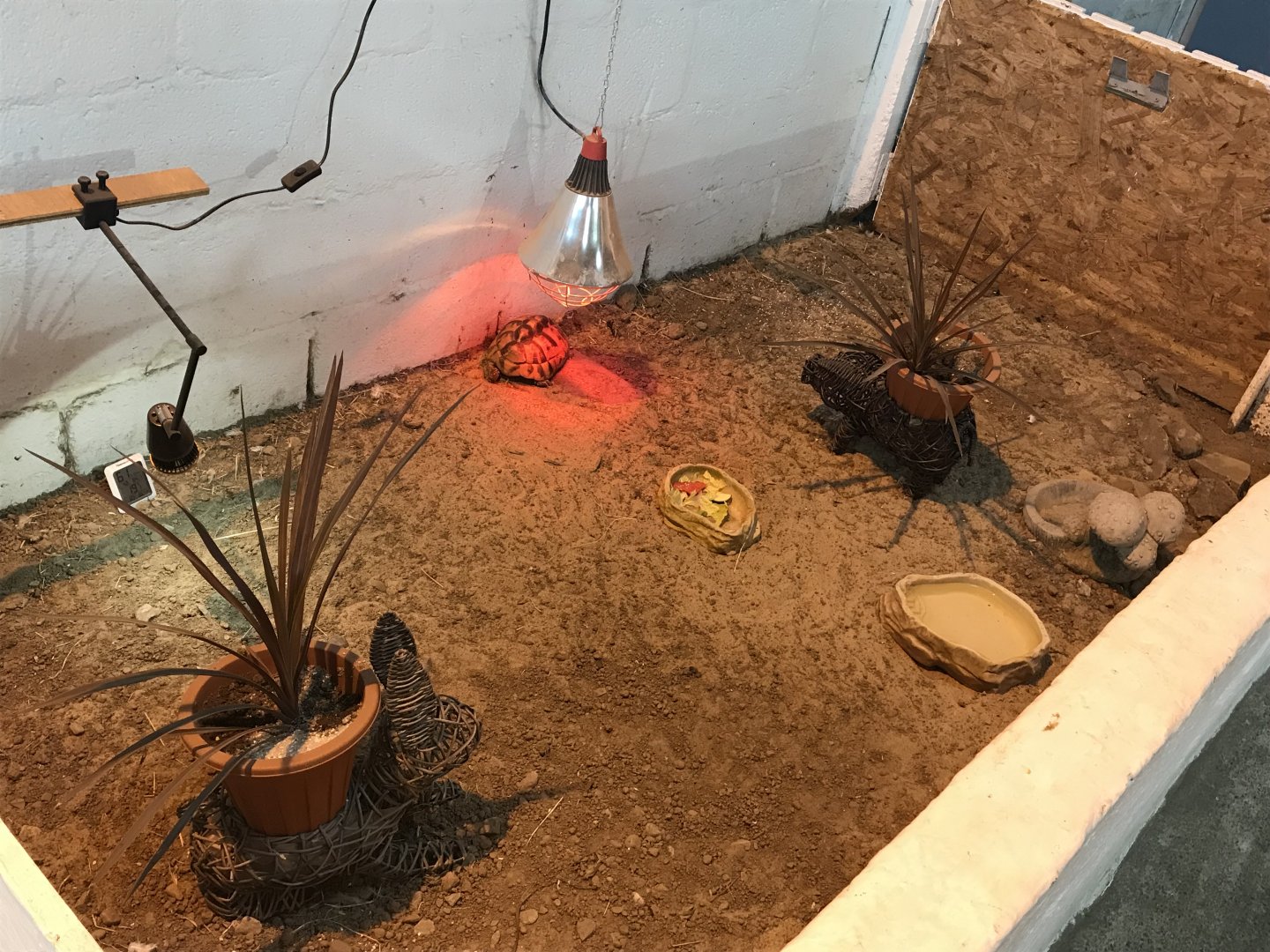 The hatchery- third tortoise enclosure