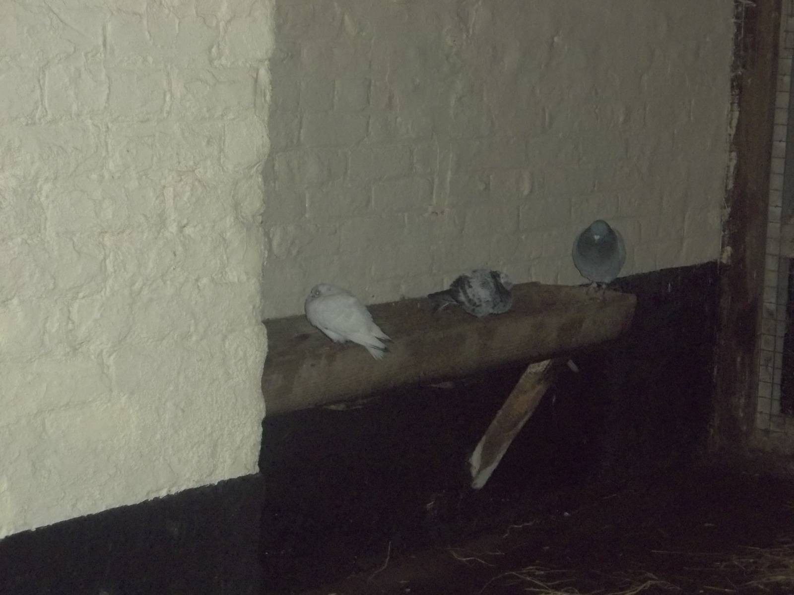 The hayrack removed, the trough tided and the wall painted, 24thNovember 20