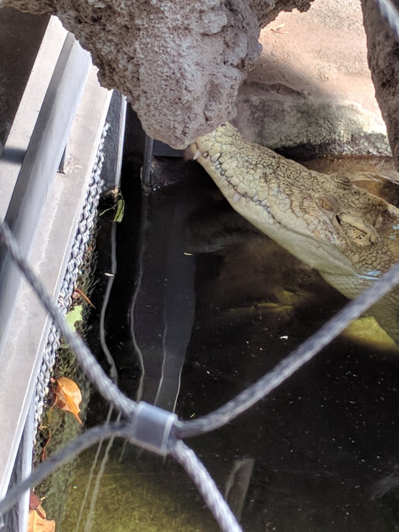 The Head of Tong the Saltwater Crocodile