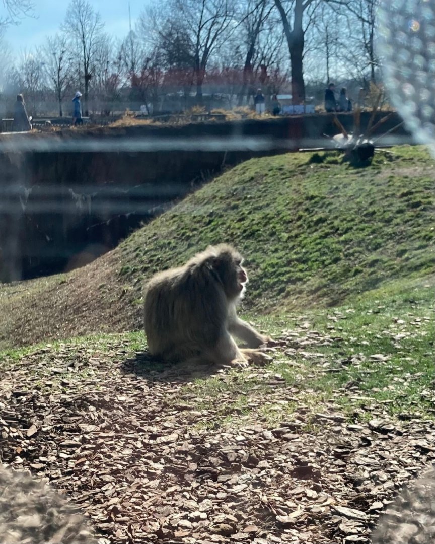 The Hideaway Japanese macaque viewing window (3/3/24)