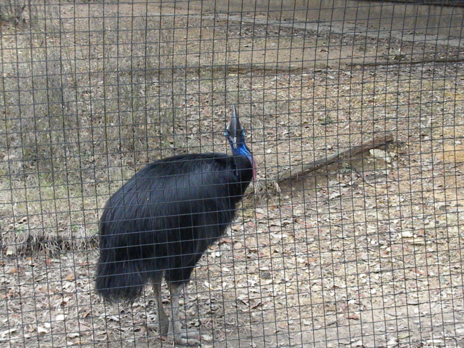 The Hill - Cassowary