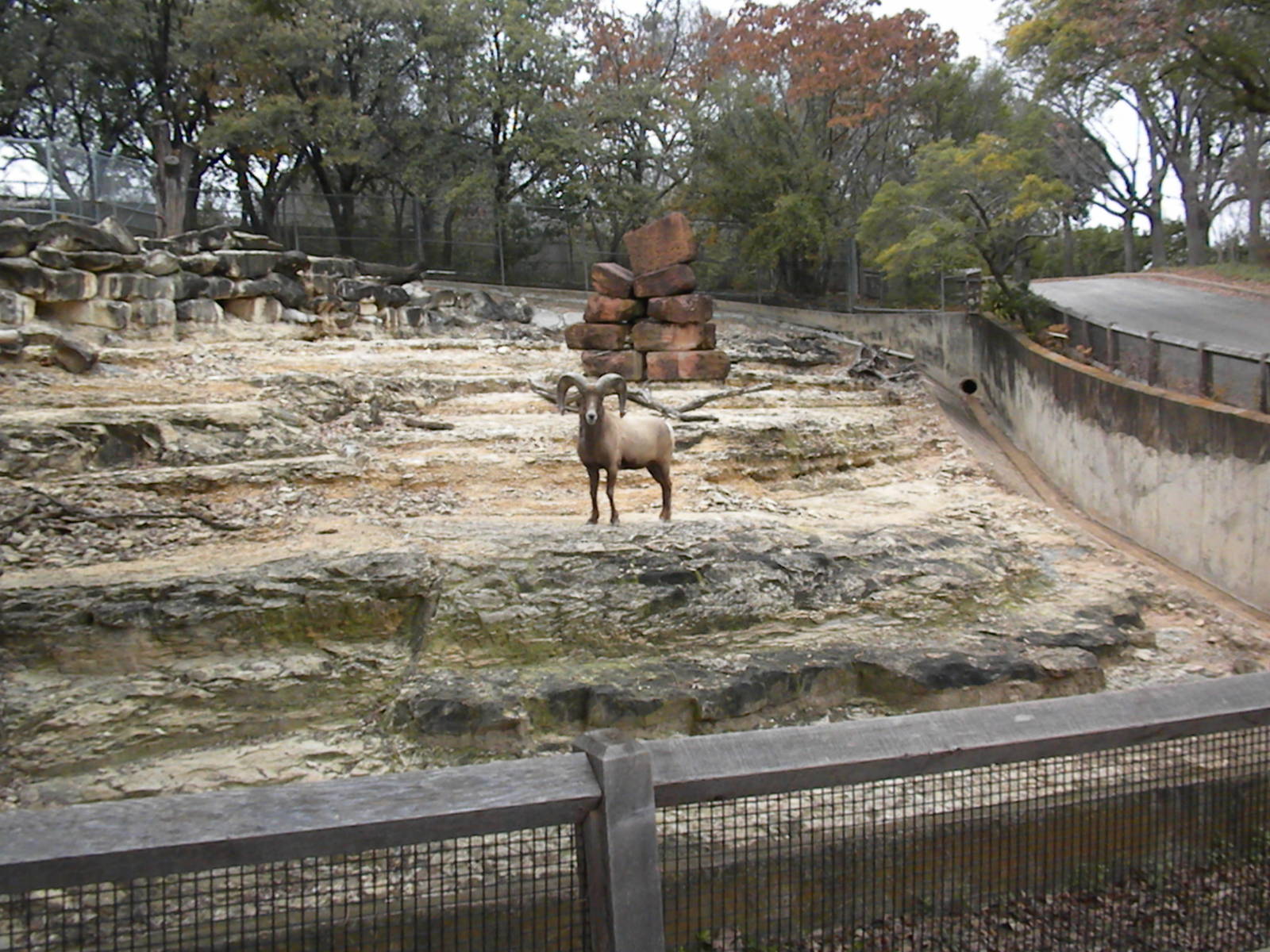 The Hill - Mexican Bighorn Sheep