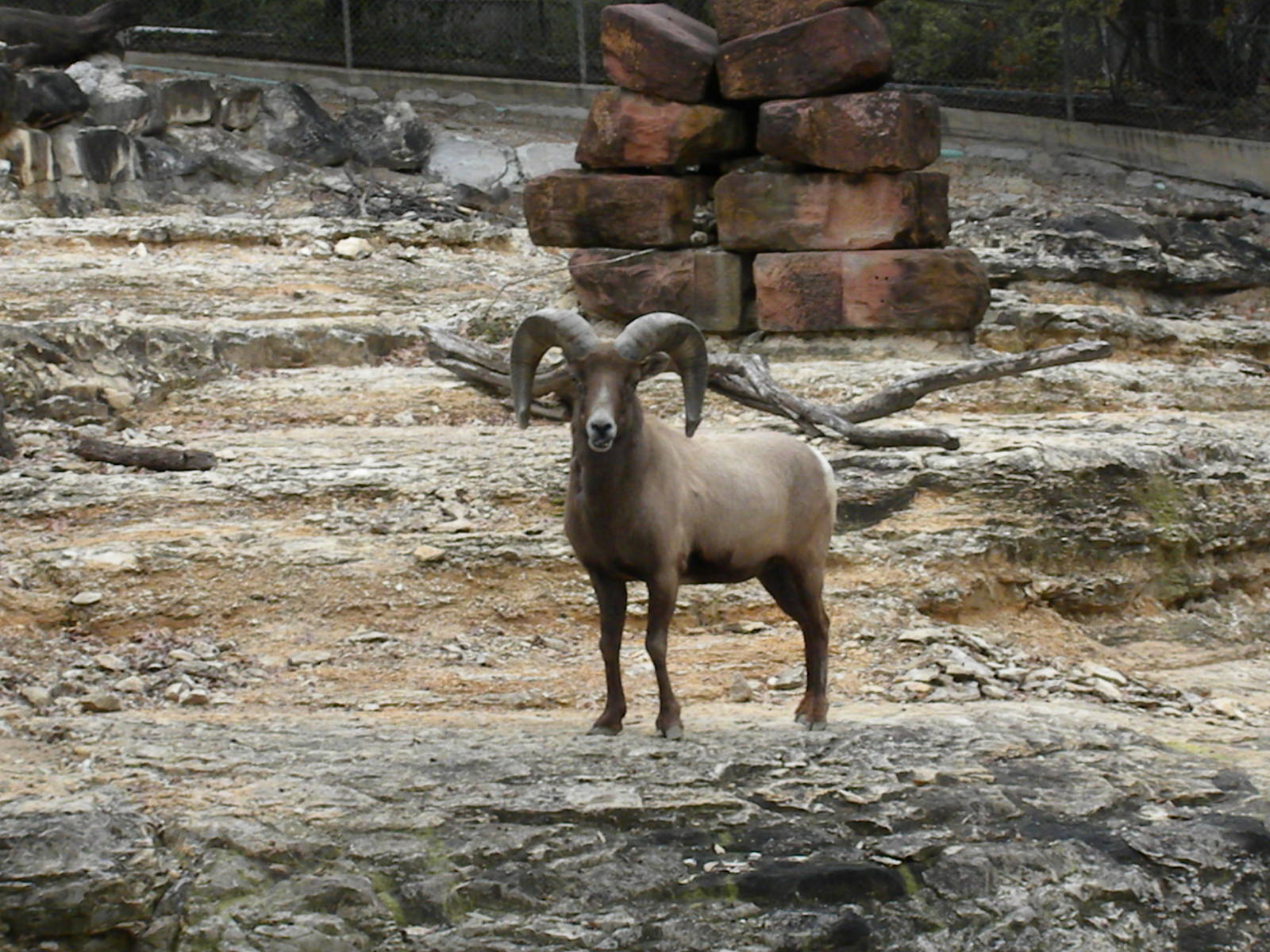 The Hill - Mexican Bighorn Sheep