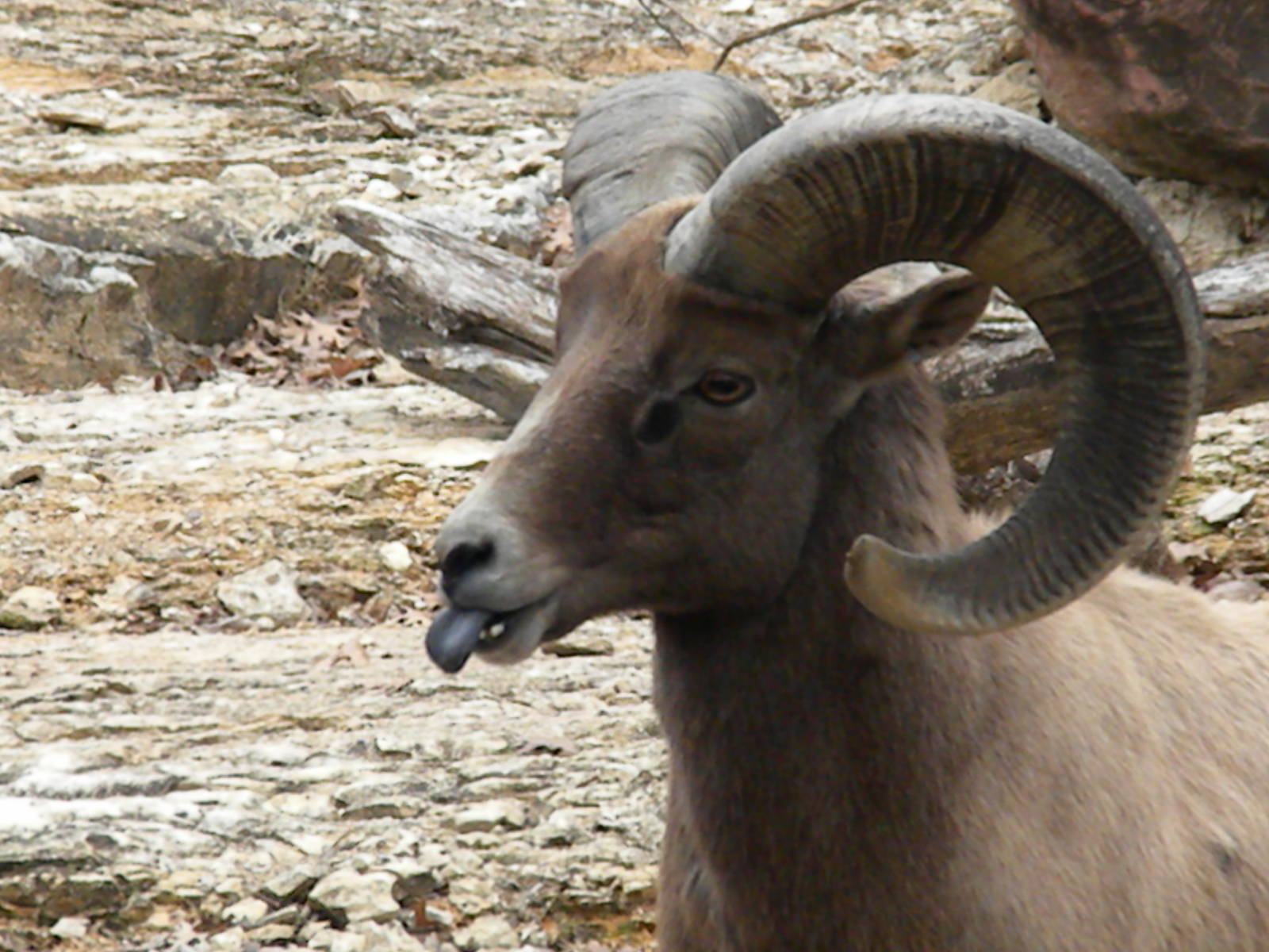 The Hill - Mexican Bighorn Sheep