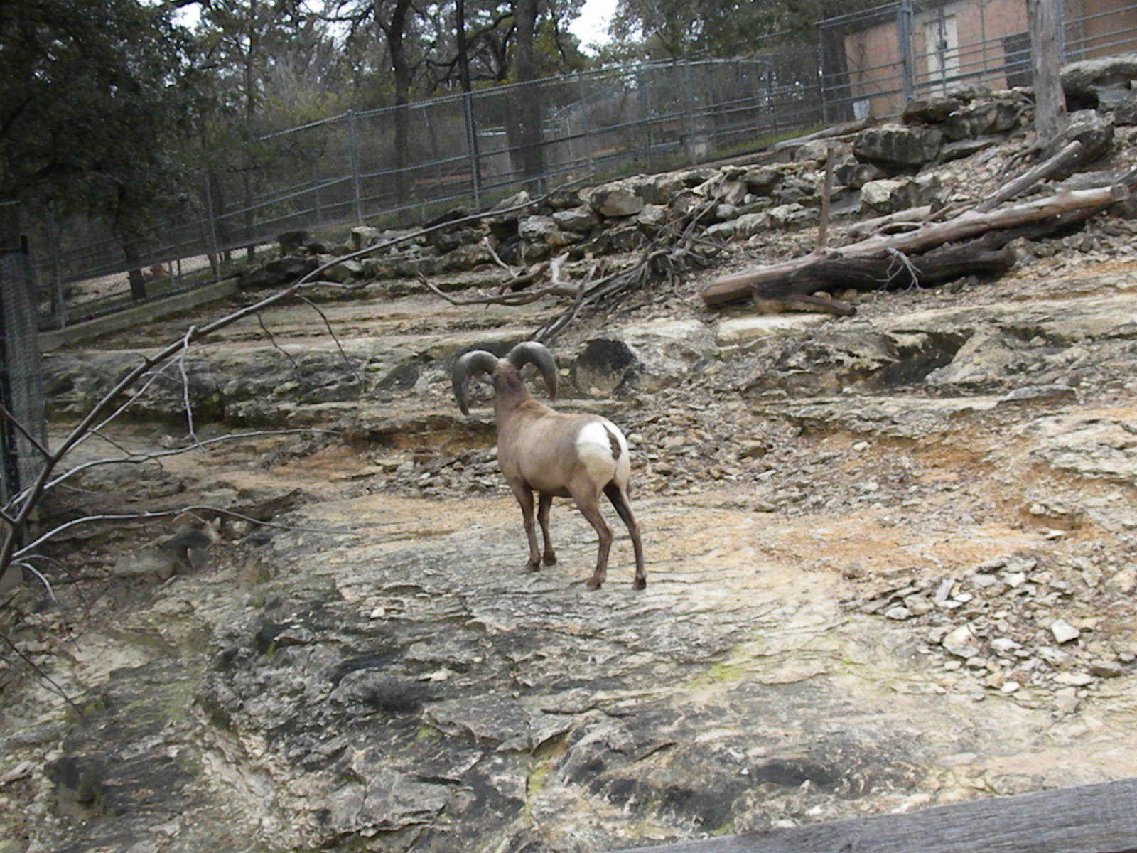 The Hill - Mexican Bighorn Sheep