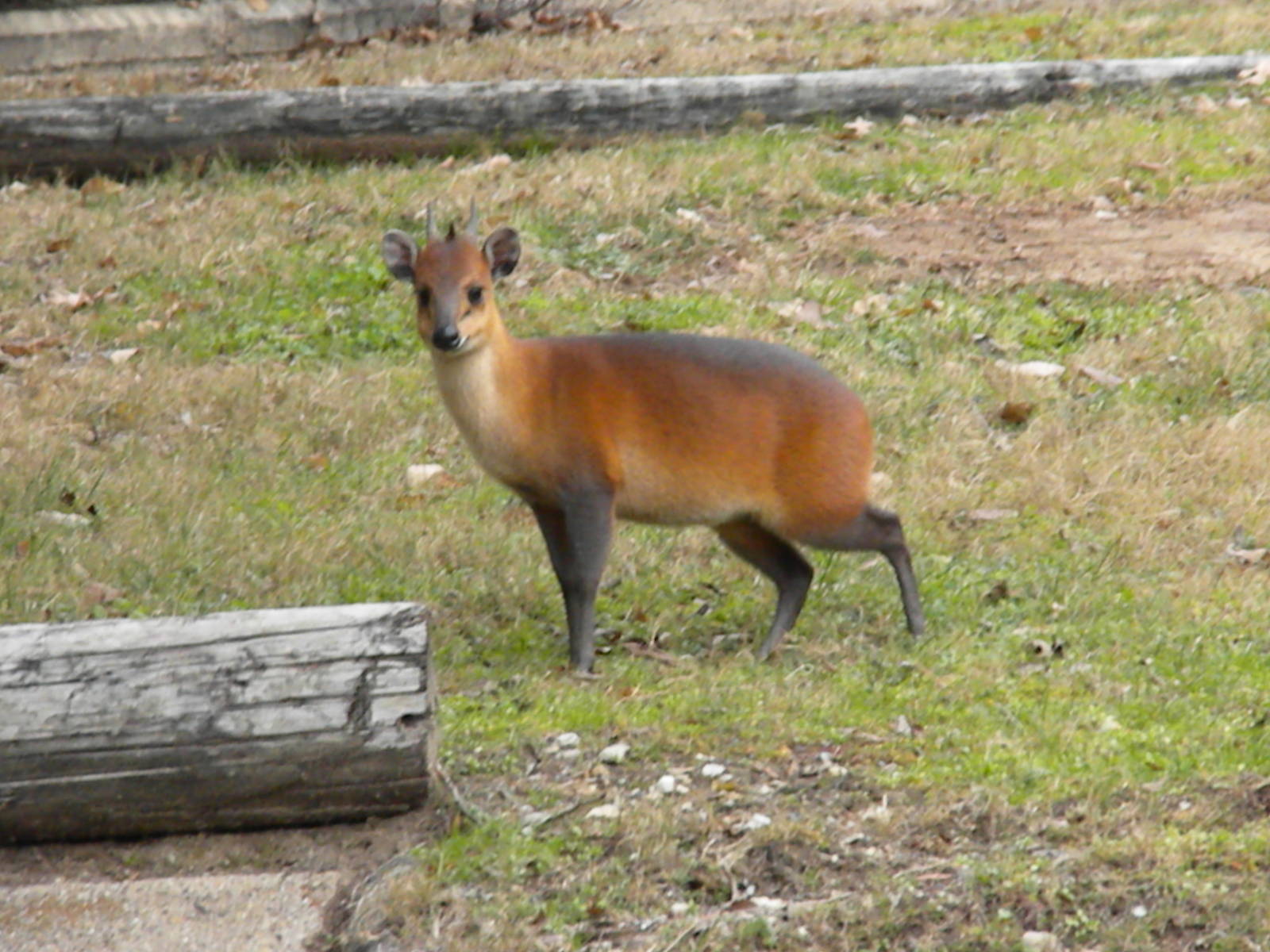 The Hill - Red Flanked Duiker