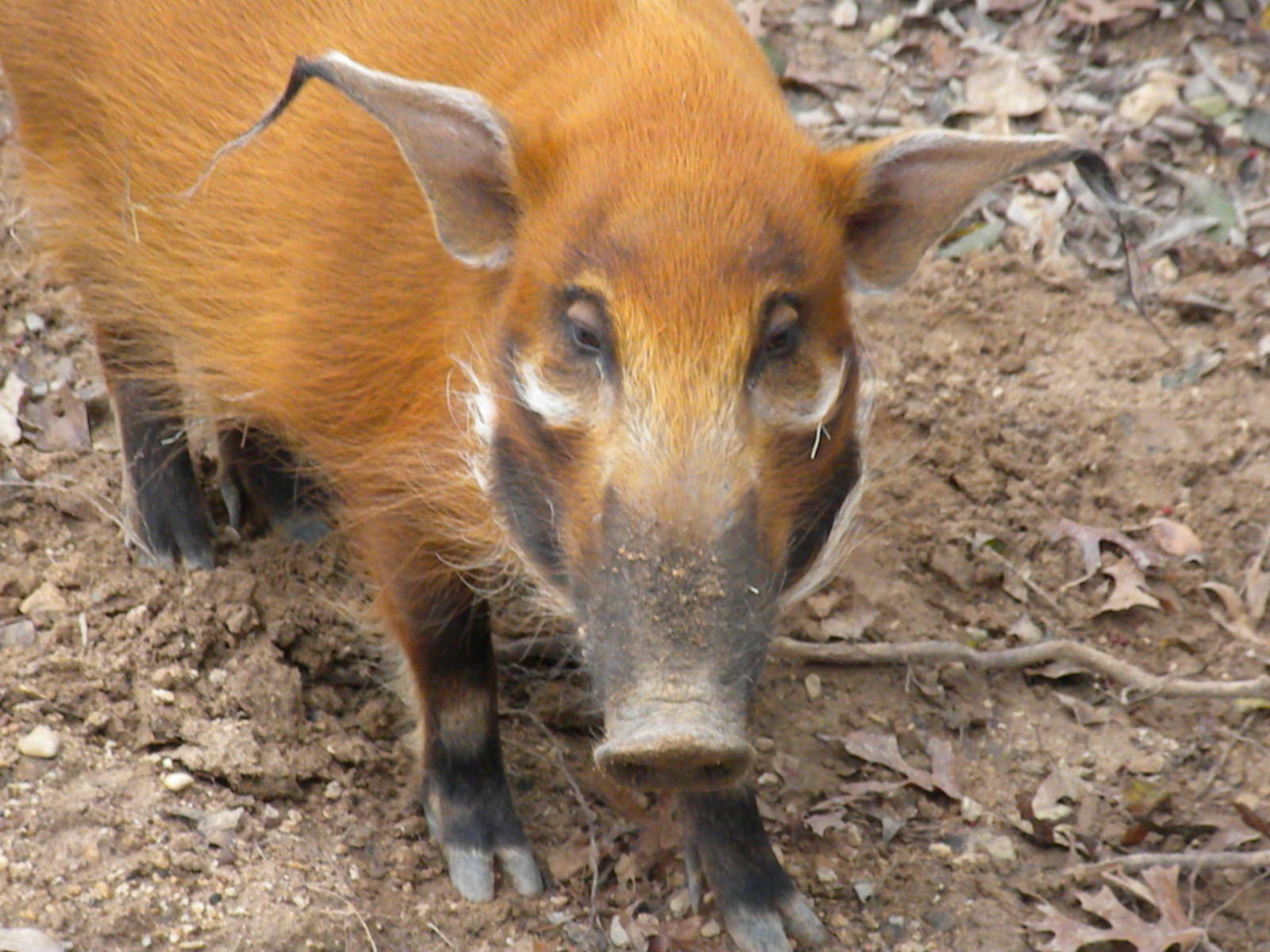 The Hill - Red River Hog